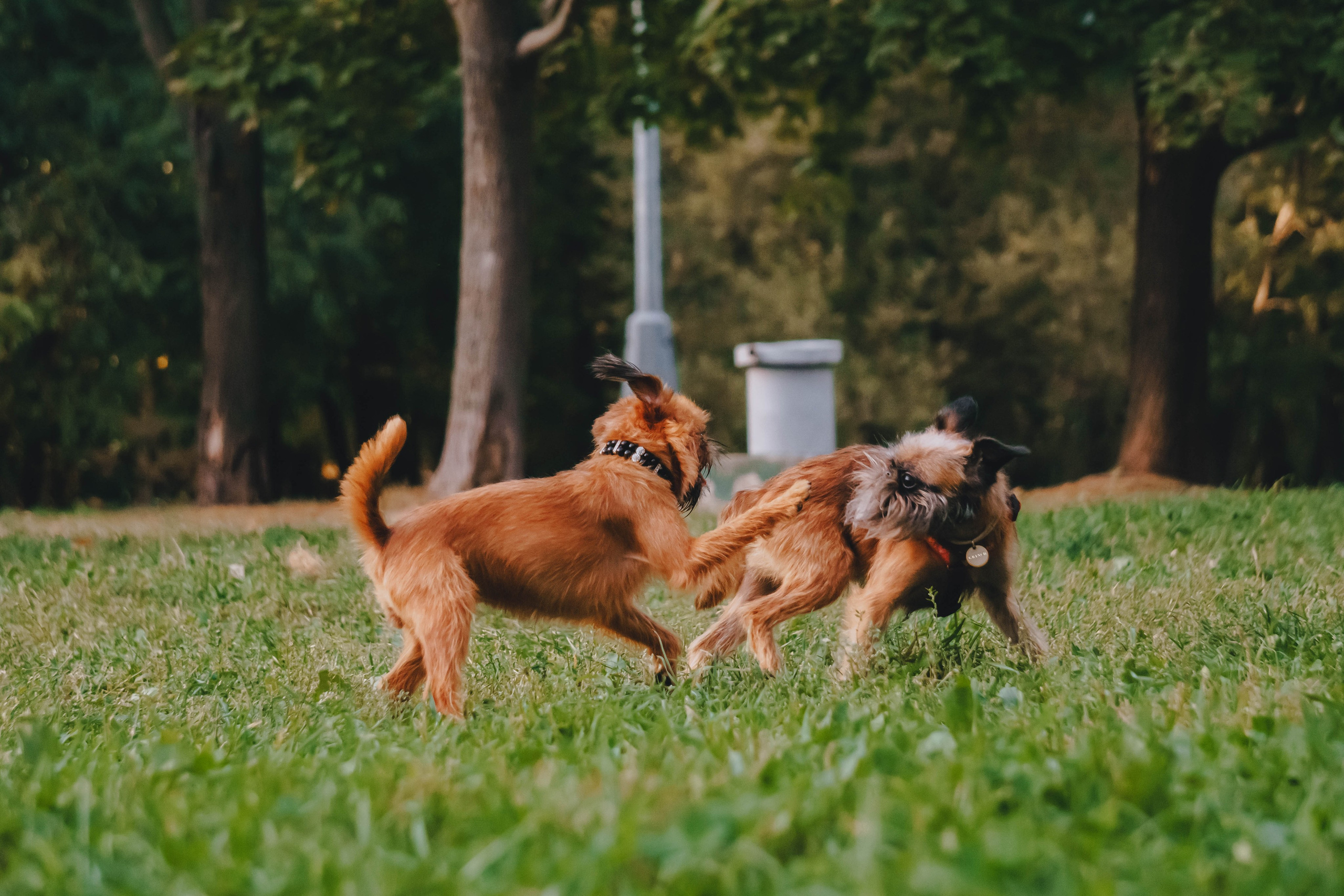 Мини-туса гриффоны и брабансоны. Фотограф-анималист Ксения Воробьева, Москва