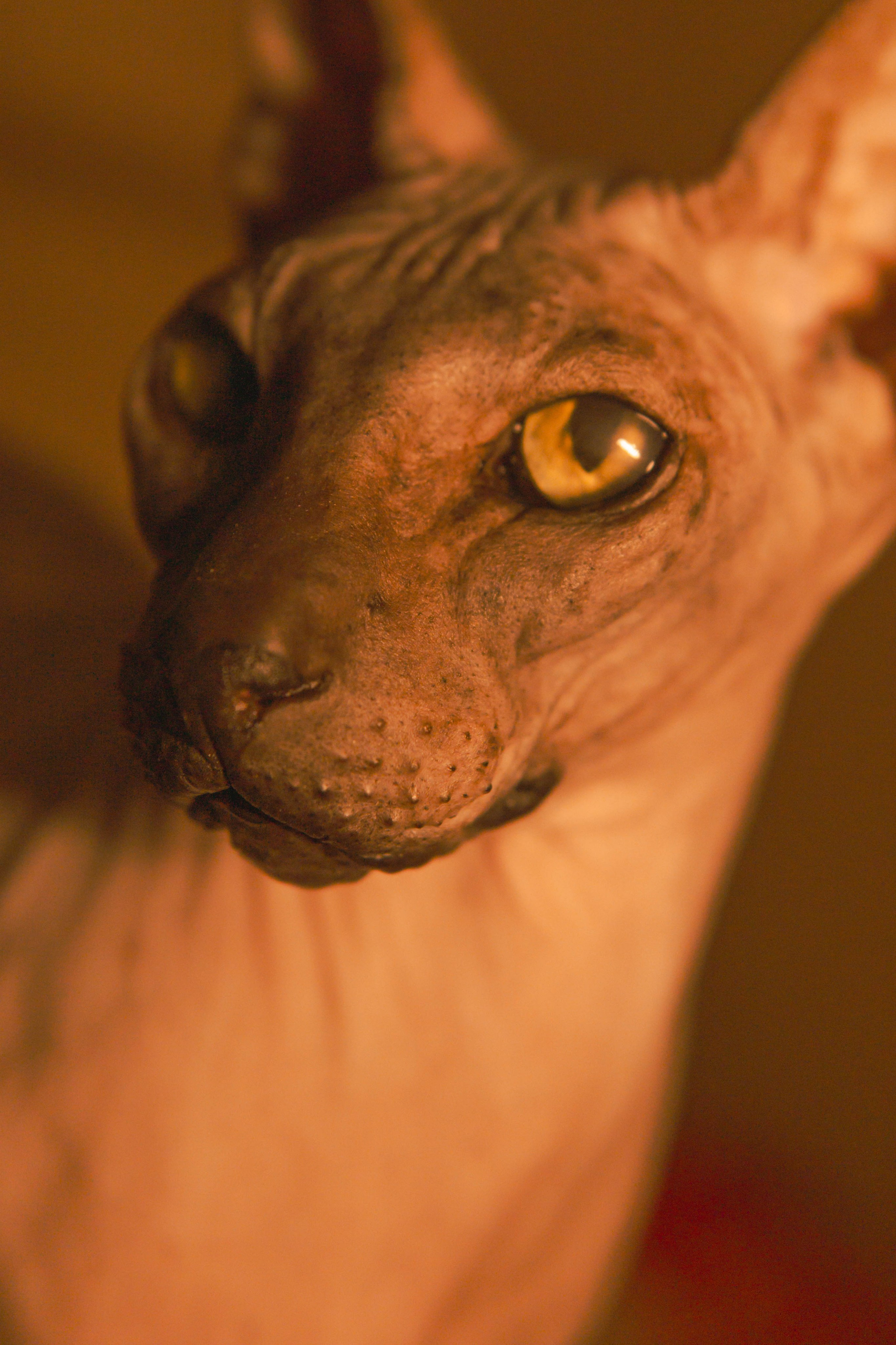 Бандит. Фотограф-анималист Ксения Воробьева, Москва