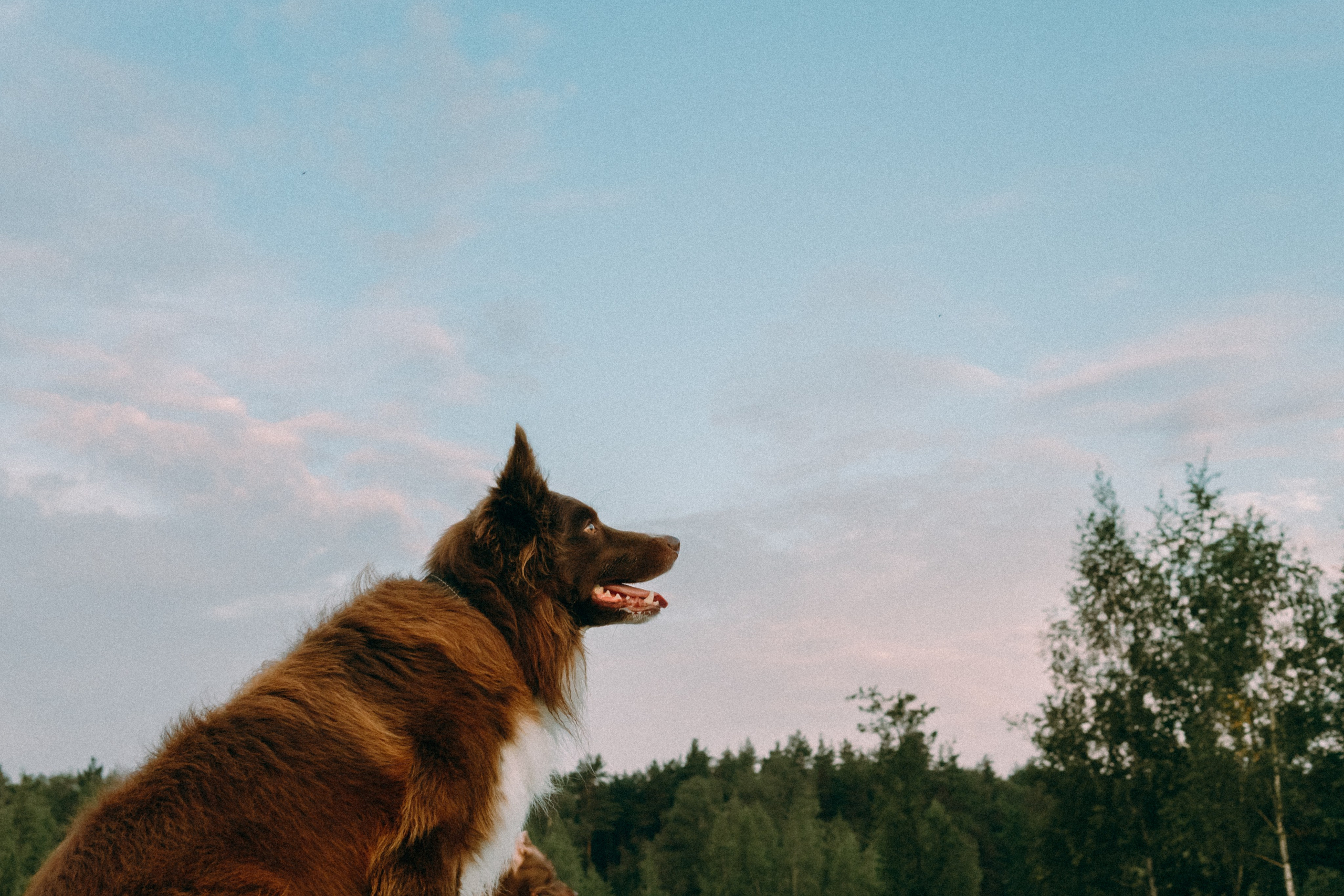 Виолетта, Лила и Питер. Фотограф-анималист Ксения Воробьева, Москва