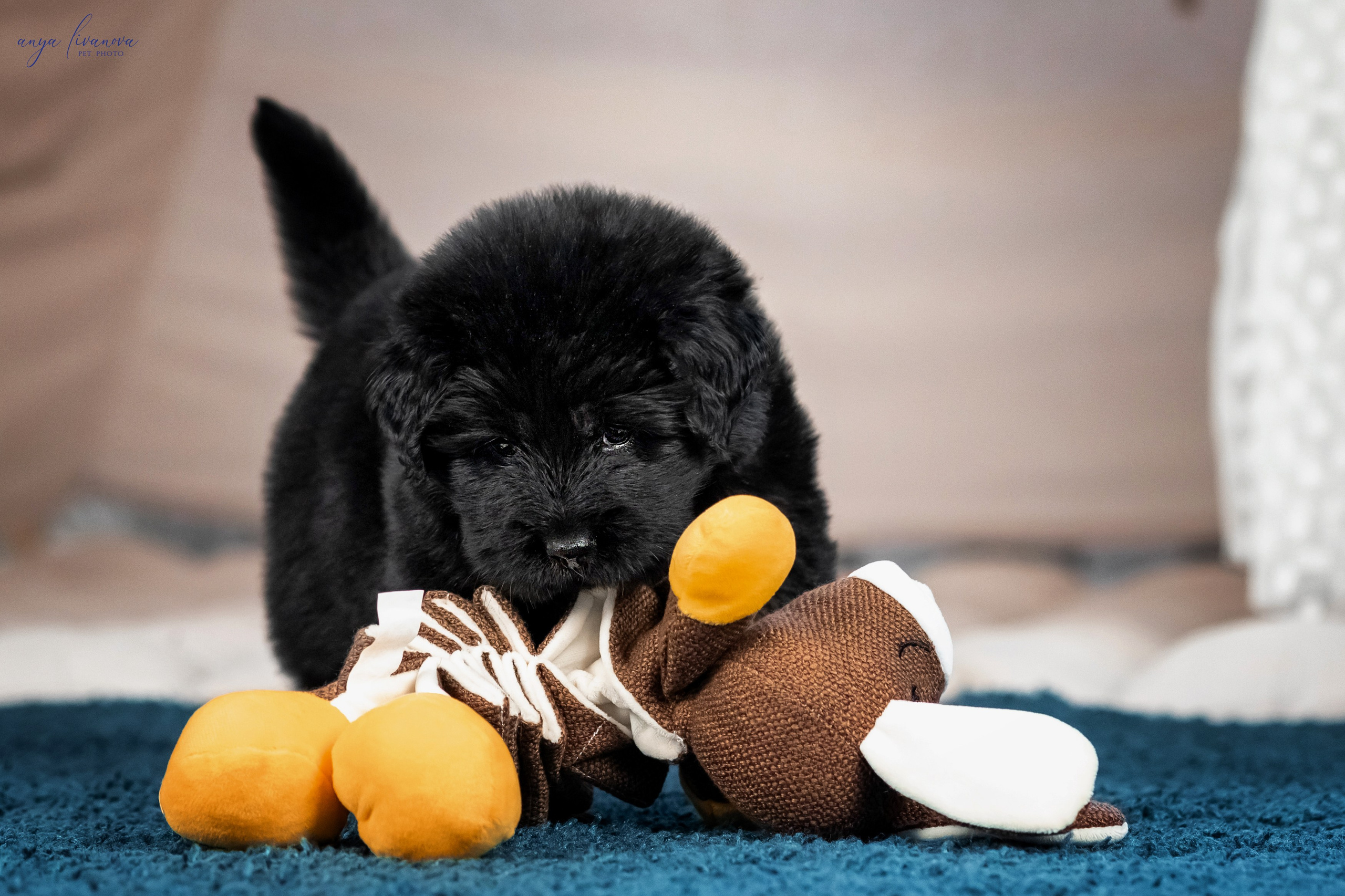 Тибеты. Фотограф анималист Аня Ливанова | Рыбинск