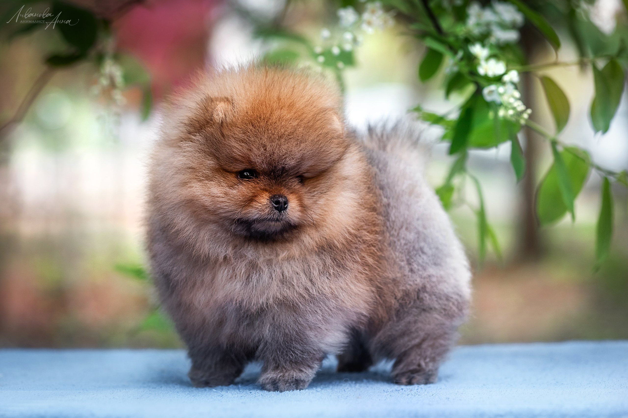 Шпицы. Фотограф анималист Аня Ливанова | Рыбинск