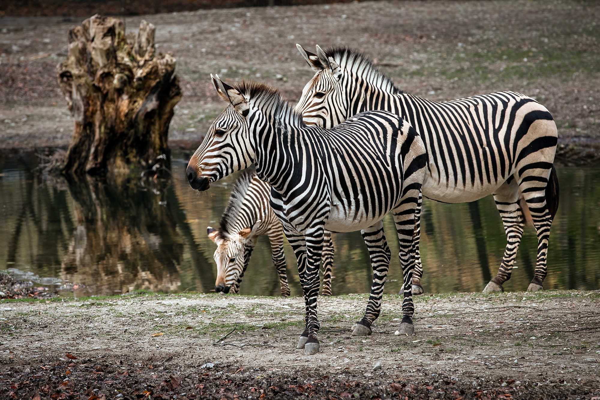 ЗООПАРК. Фотограф Владимир Остапенко
