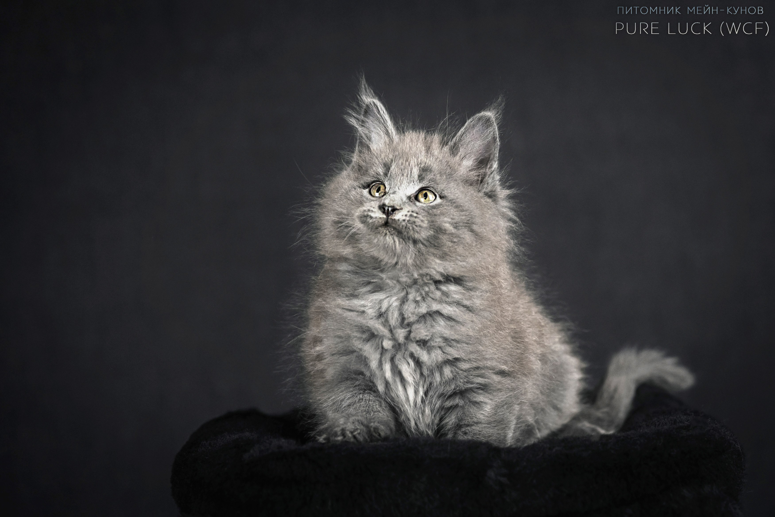 Куны. Фотограф анималист Аня Ливанова | Рыбинск