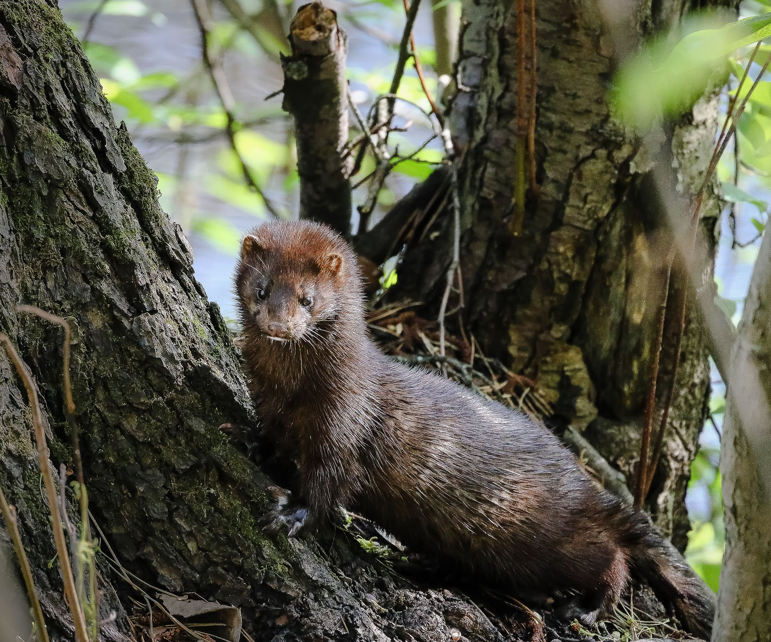 Европейская норка
