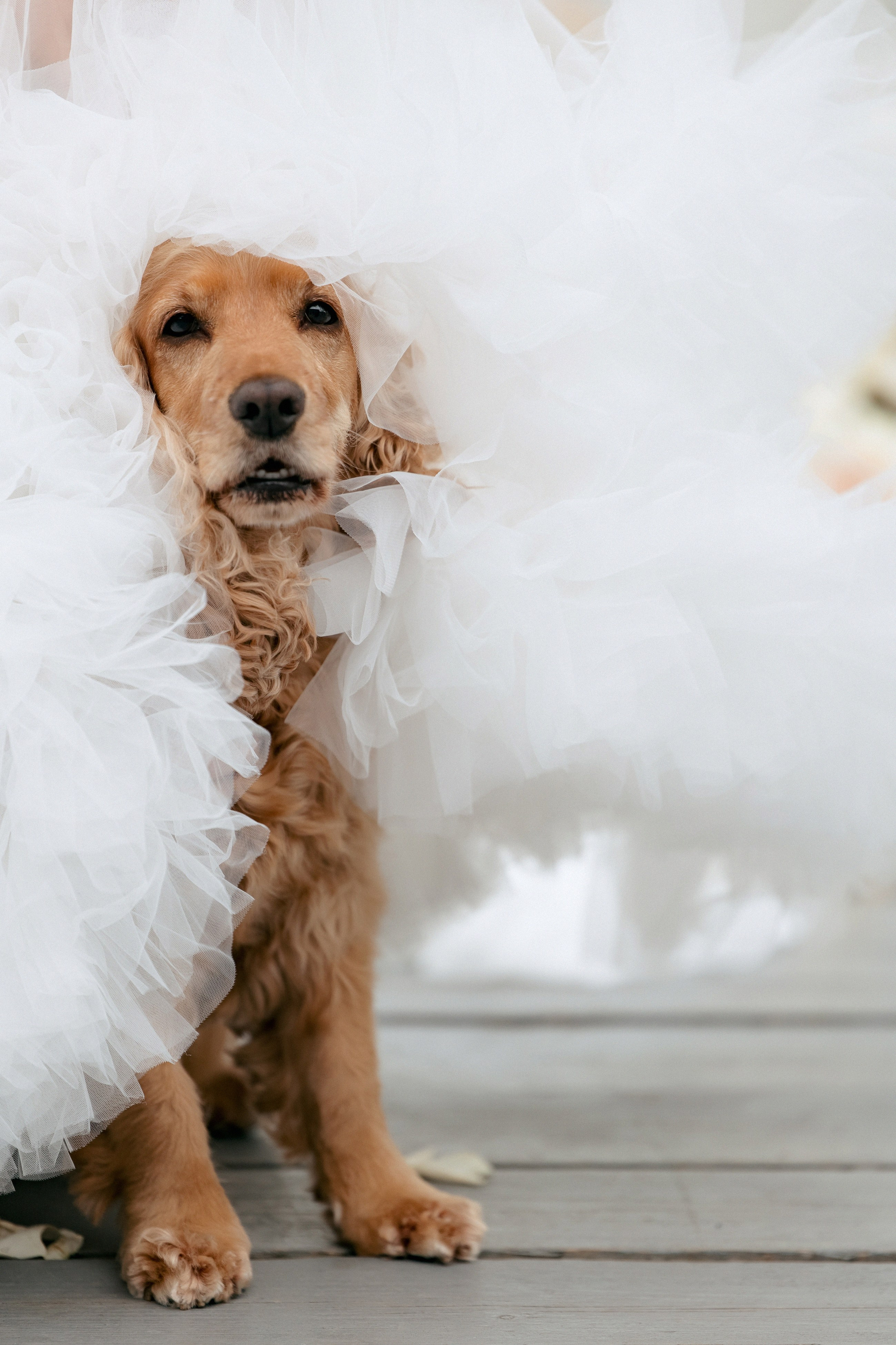 Свадебная фотосессия Настя, Макс и Карюша. Свадебный фотограф Москва