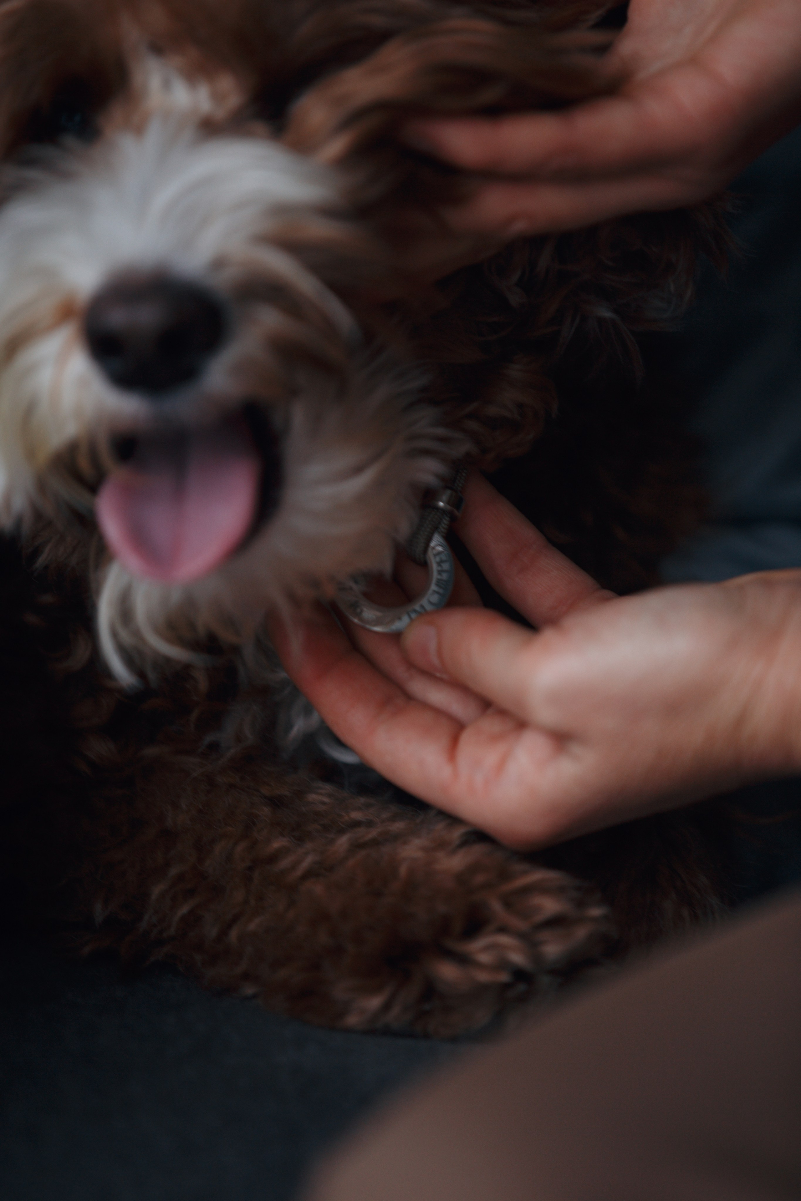 Bmbh лежанки и адресники. Фотограф анималист Кристина Карпова, Москва