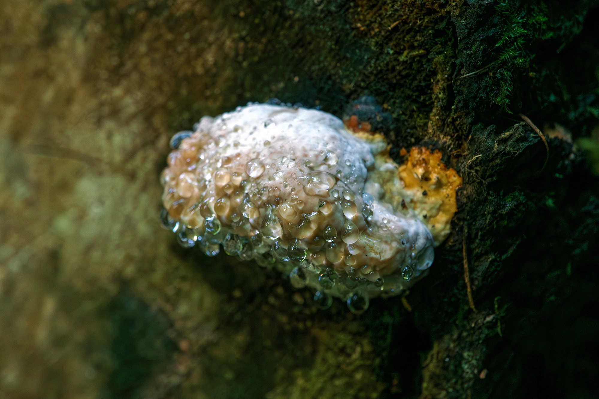 Макросъёмка. Ваш личный фотограф Марина Волкова