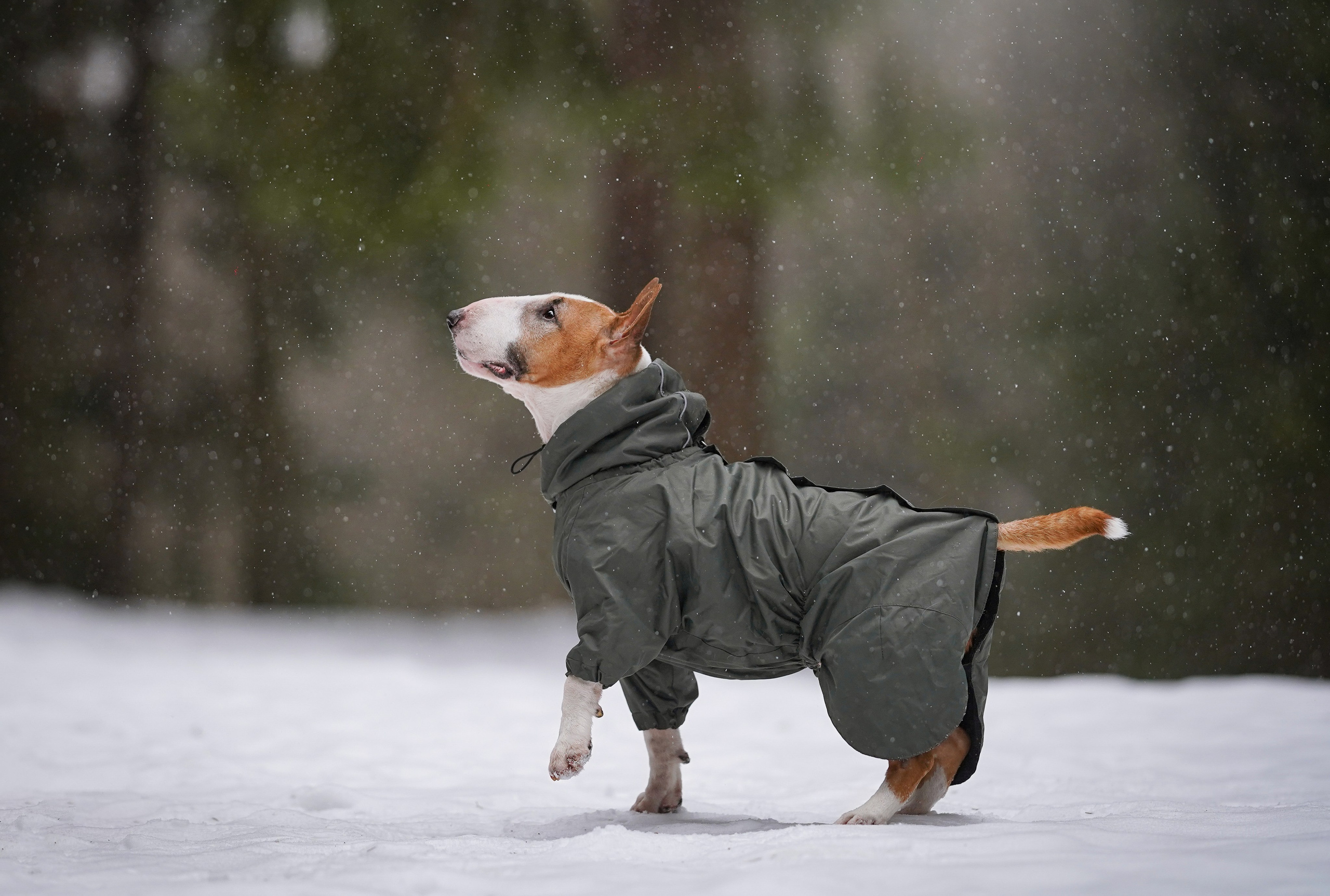 Юни и Панда. Фотограф-анималист в Санкт-Петербурге Яна Мартынова