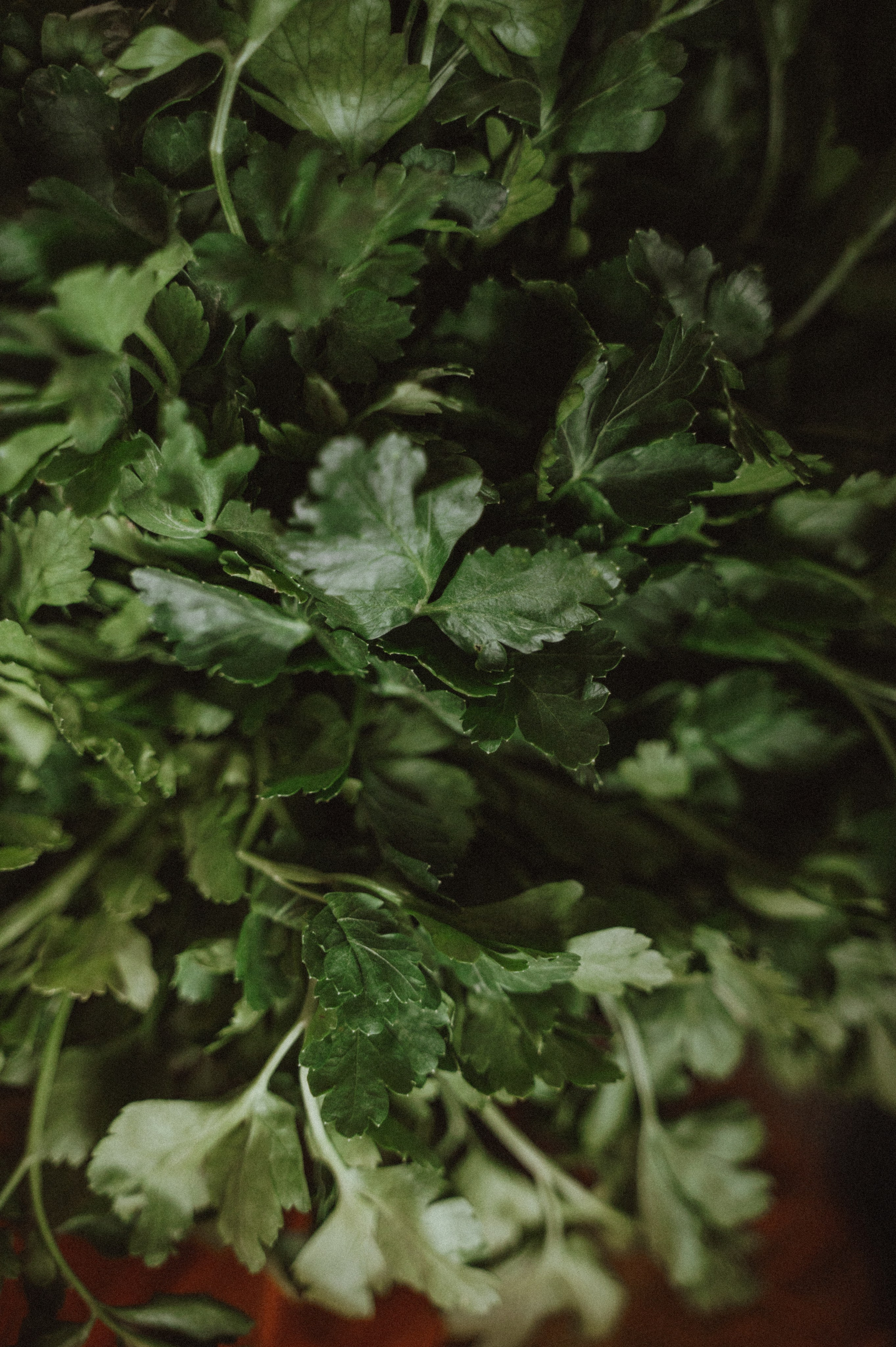 Цветы на подоконнике. Свадебный фотограф в Рязани Дзюрак Елизавета