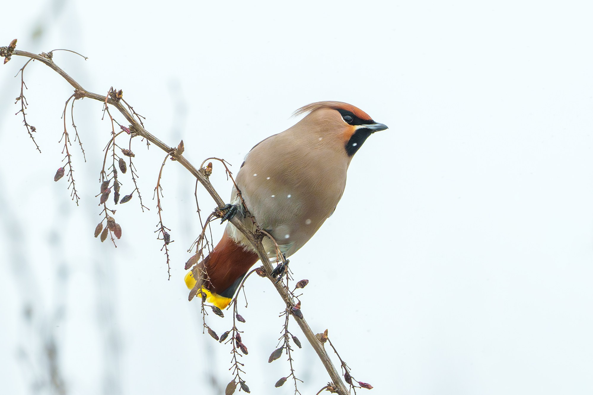 Удивительные мир птиц. Вокруг нас столько прекрасного — присмотритесь!. Ваш личный фотограф Марина Волкова