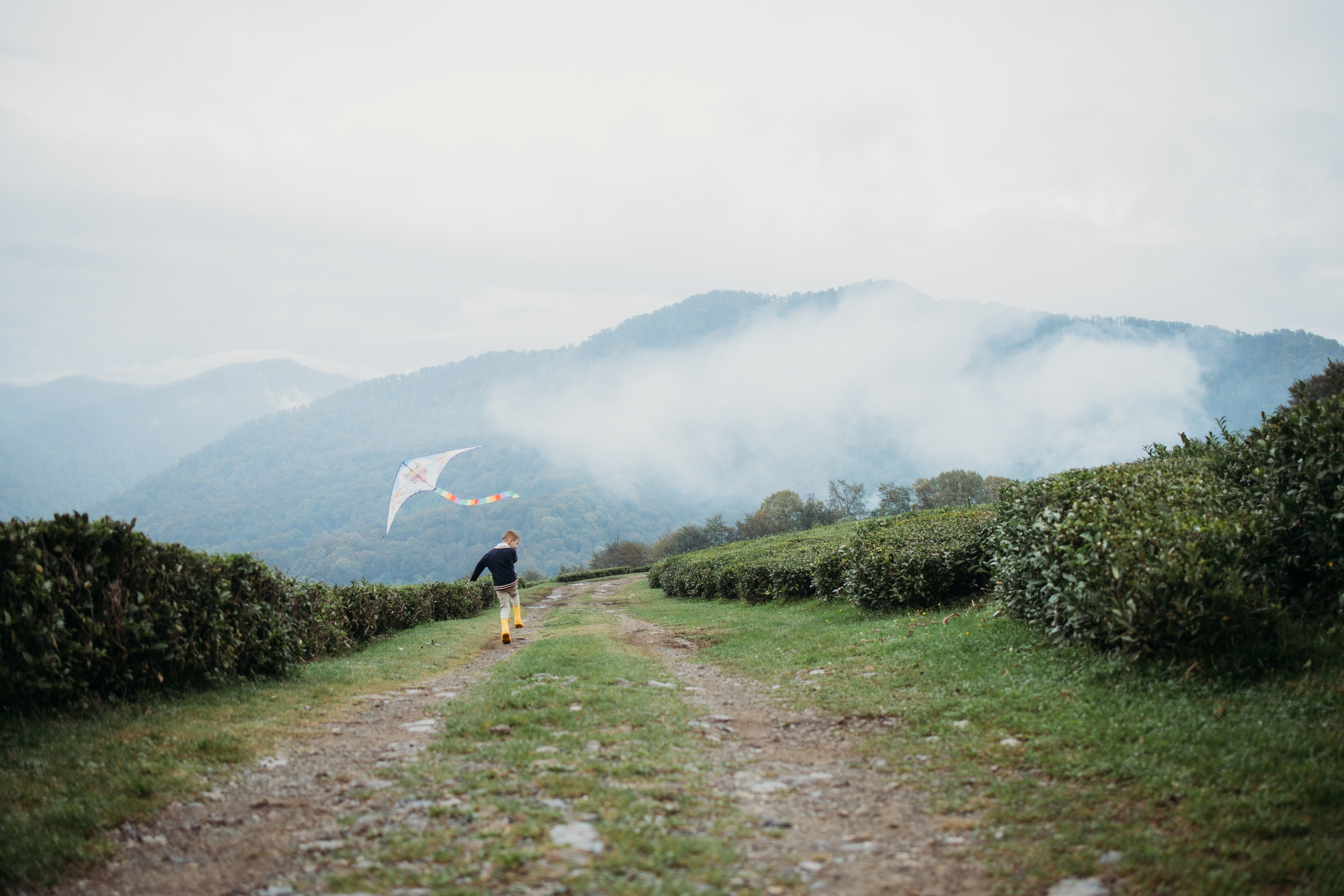 Чайные плантации мацеста. Фотограф Сочи Татьяна Зорина