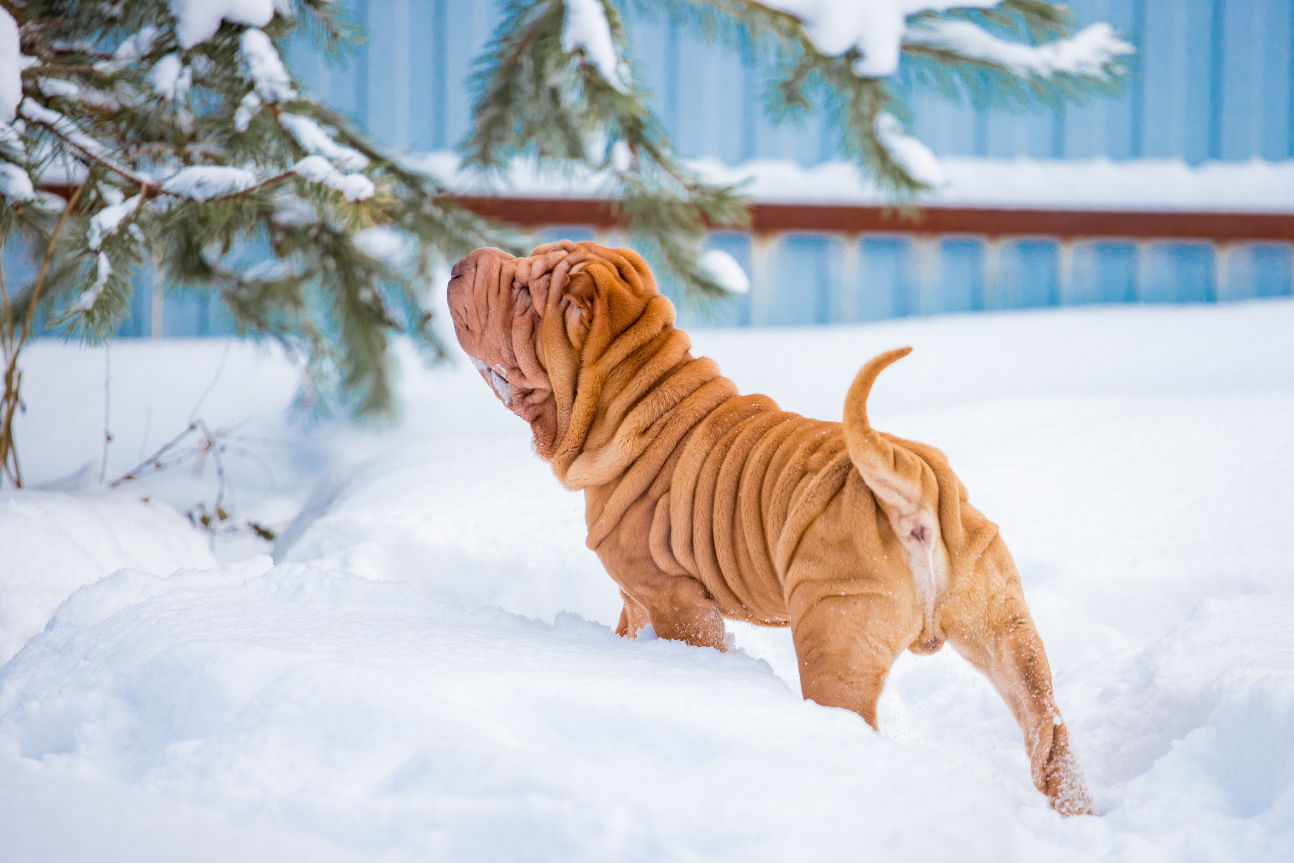 В гостях у шарпеев 16.01.2024. Фотограф-анималист Юлия Германика