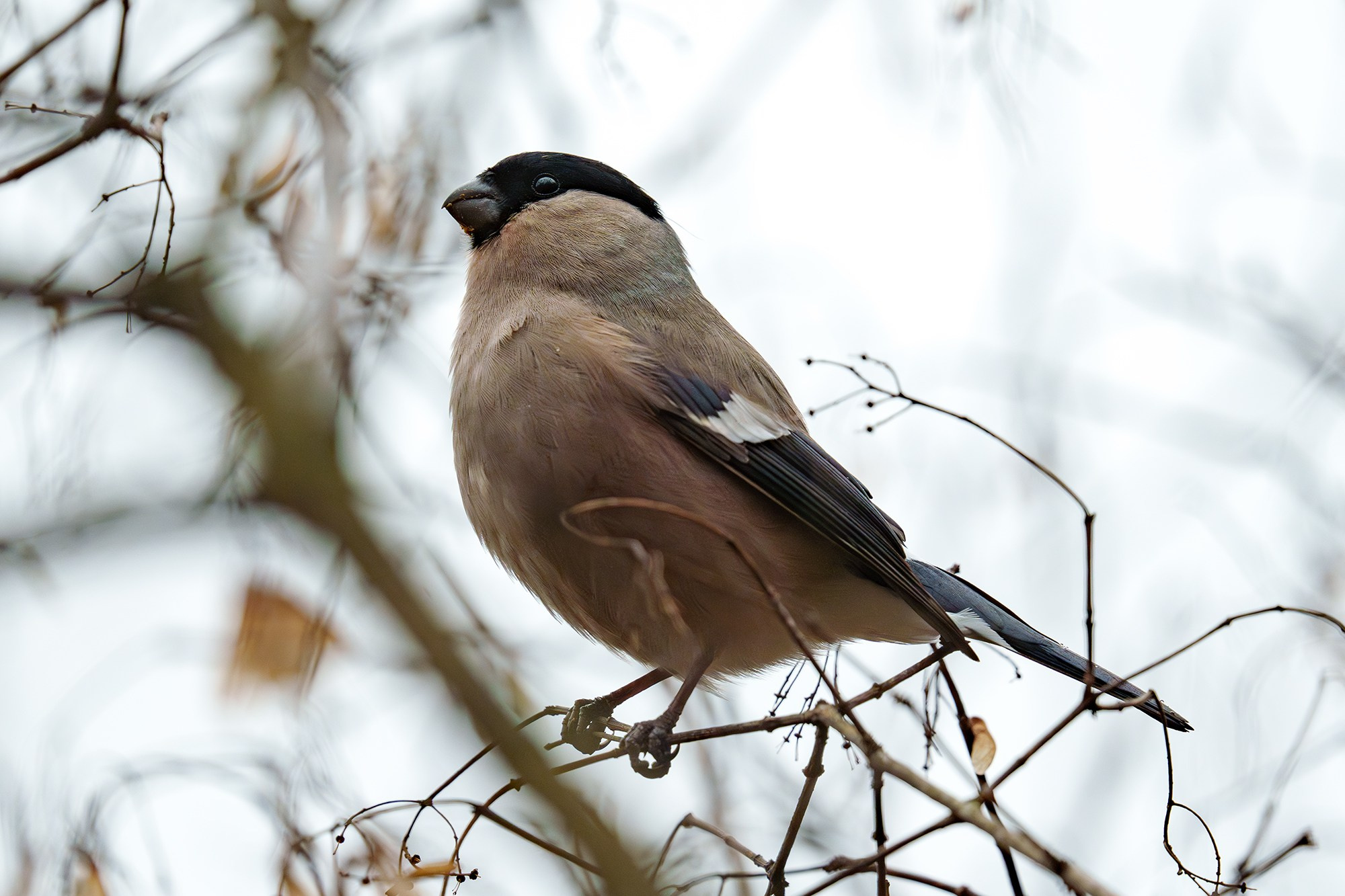 Удивительные мир птиц. Вокруг нас столько прекрасного — присмотритесь!. Ваш личный фотограф Марина Волкова