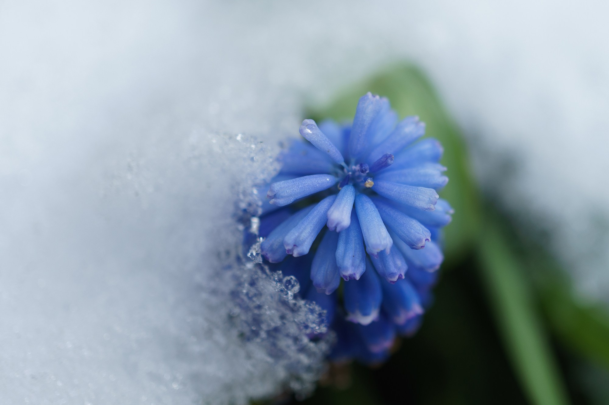 Цветы. Ваш личный фотограф Марина Волкова