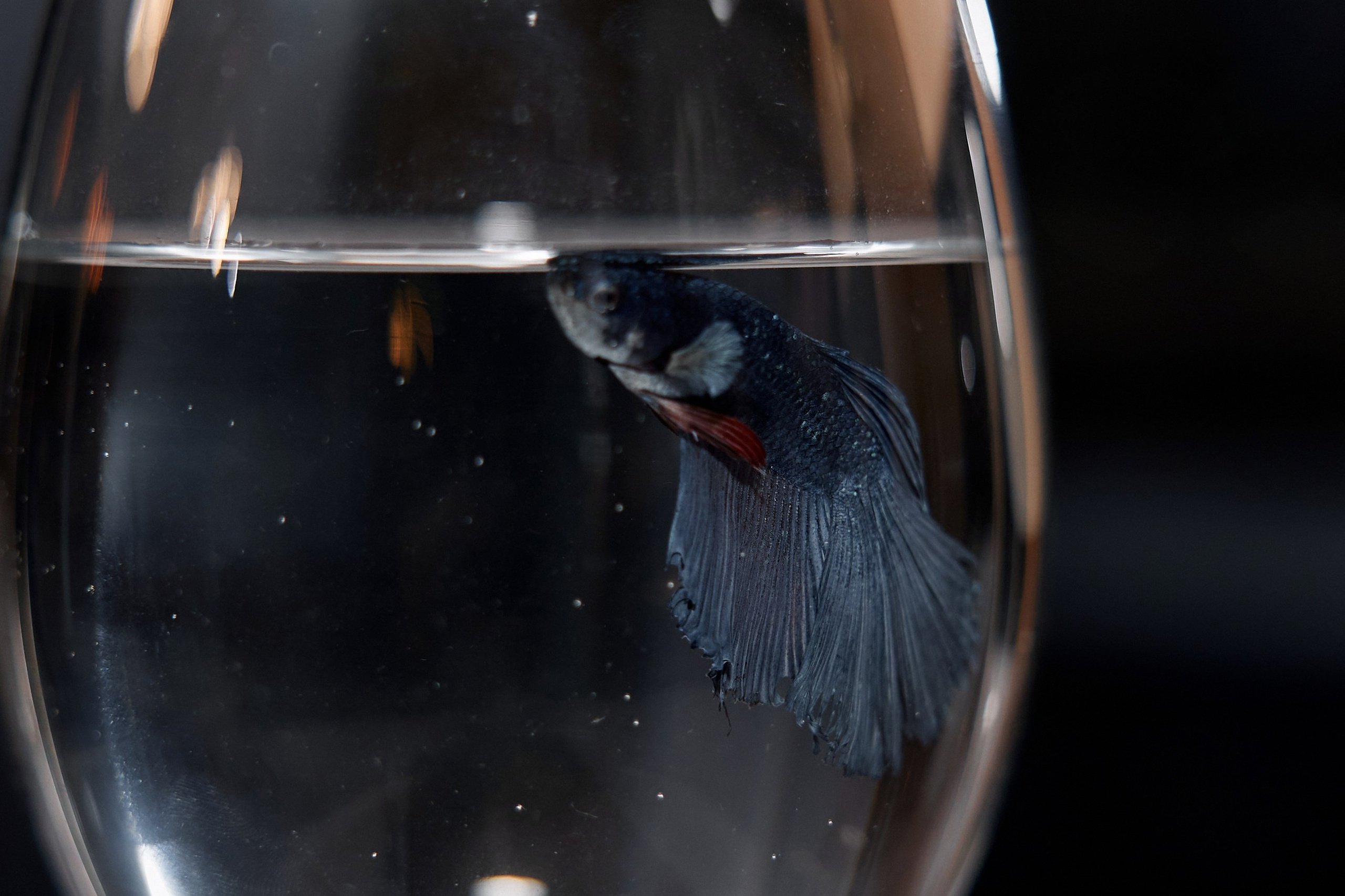 Жанна и Виктор. Свадебный фотограф в Москве и Подмосковье