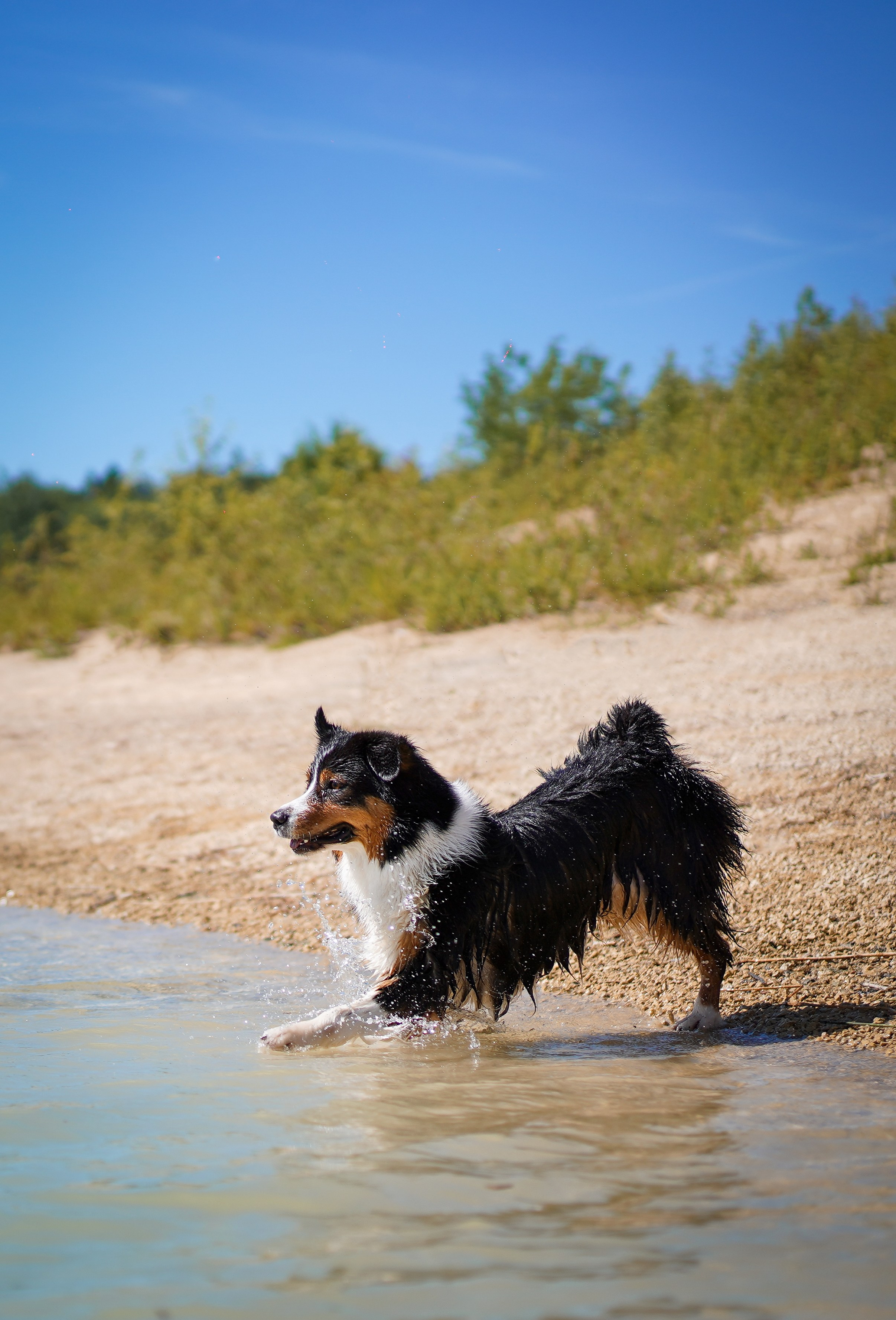 Аусси на карьерах. Фотограф-анималист в Санкт-Петербурге Яна Мартынова