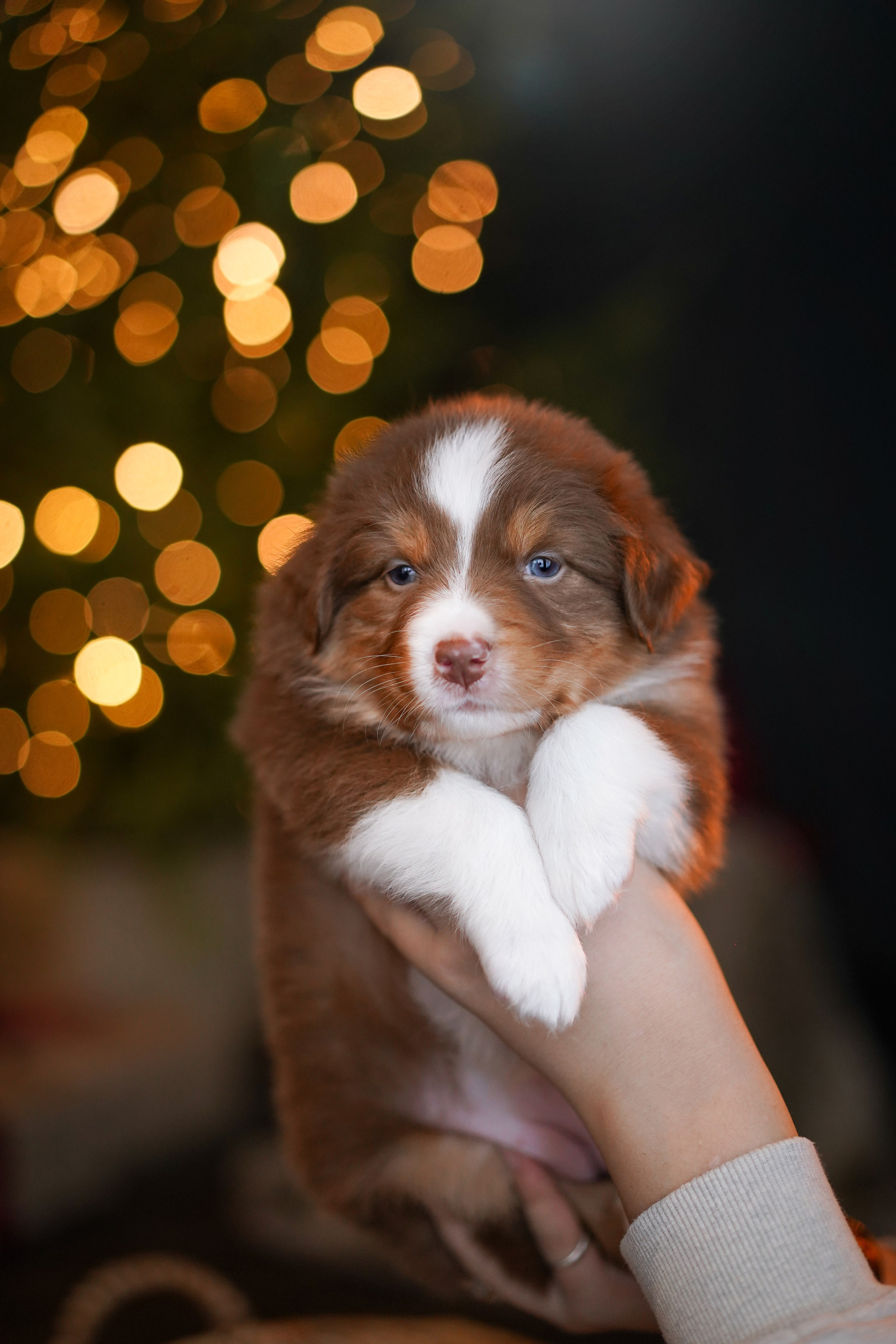 Щенки австралийской овчарки. Фотограф-анималист в Санкт-Петербурге Яна Мартынова
