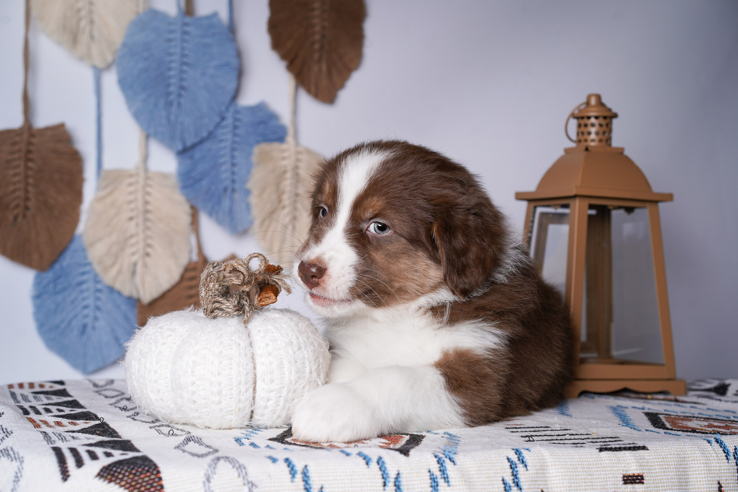 Щенки аусси. Фотограф-анималист в Санкт-Петербурге Яна Мартынова