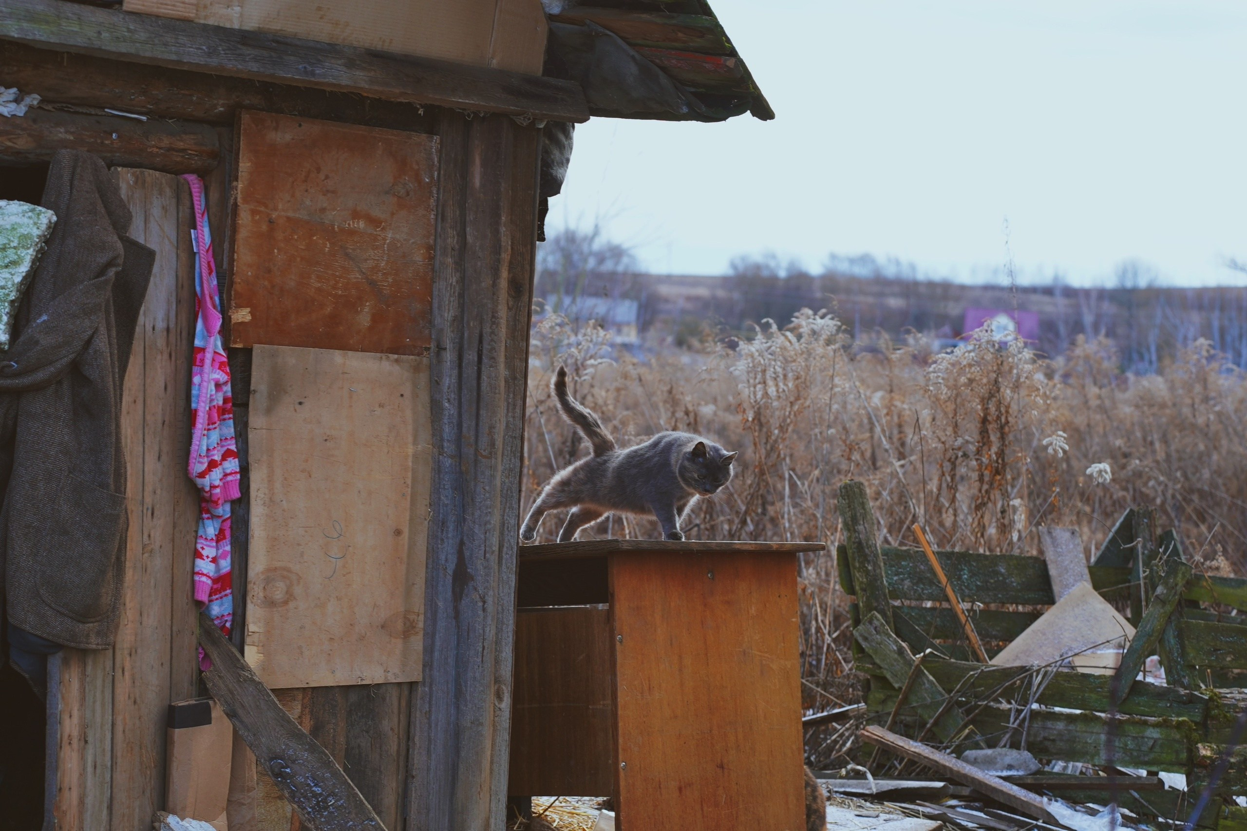 CATLAND. Фотограф и визуальный художник в Туле / Николай Рейзвих