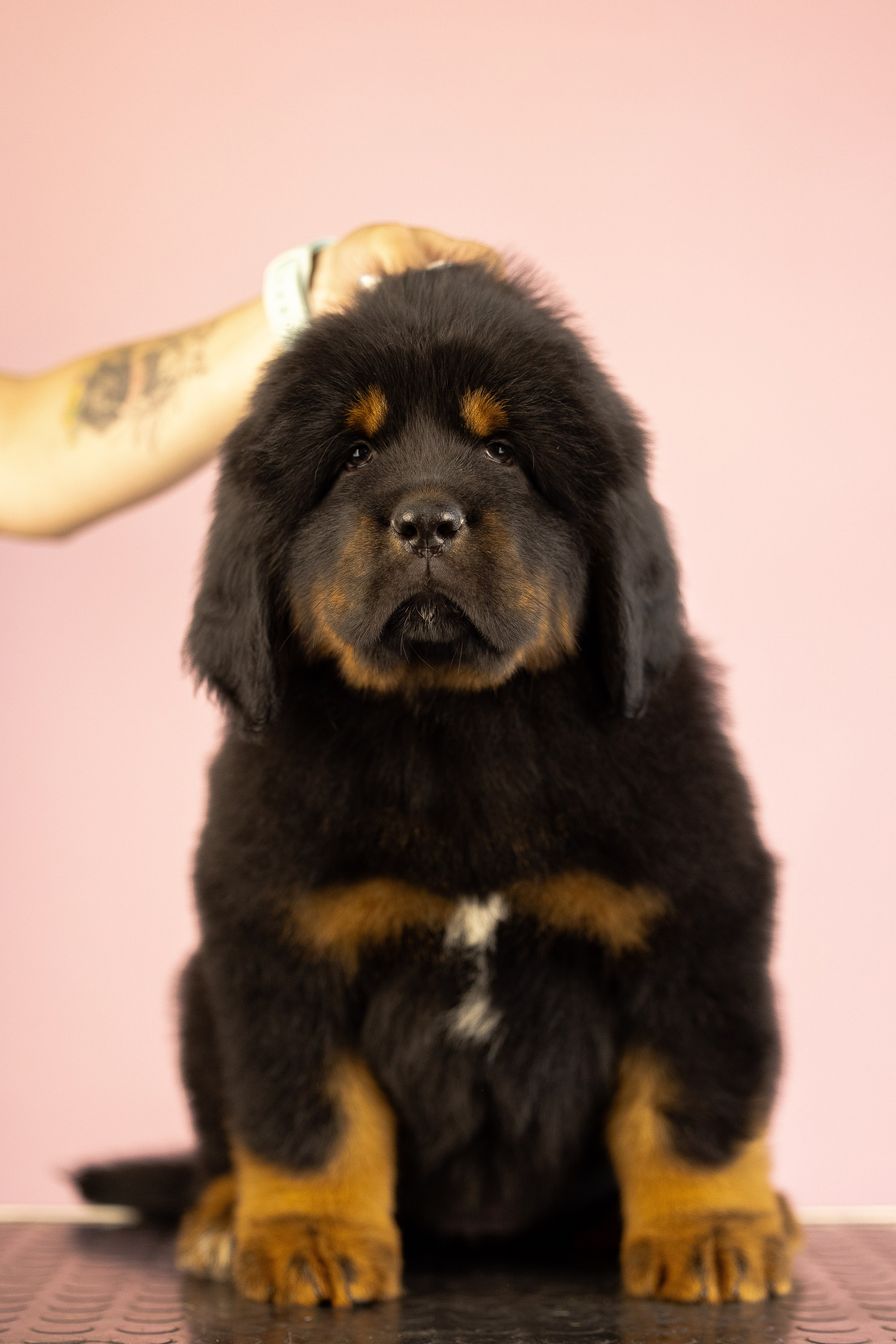 Тибетский мастиф. Фотограф и видеограф анималист Аганина Дарья