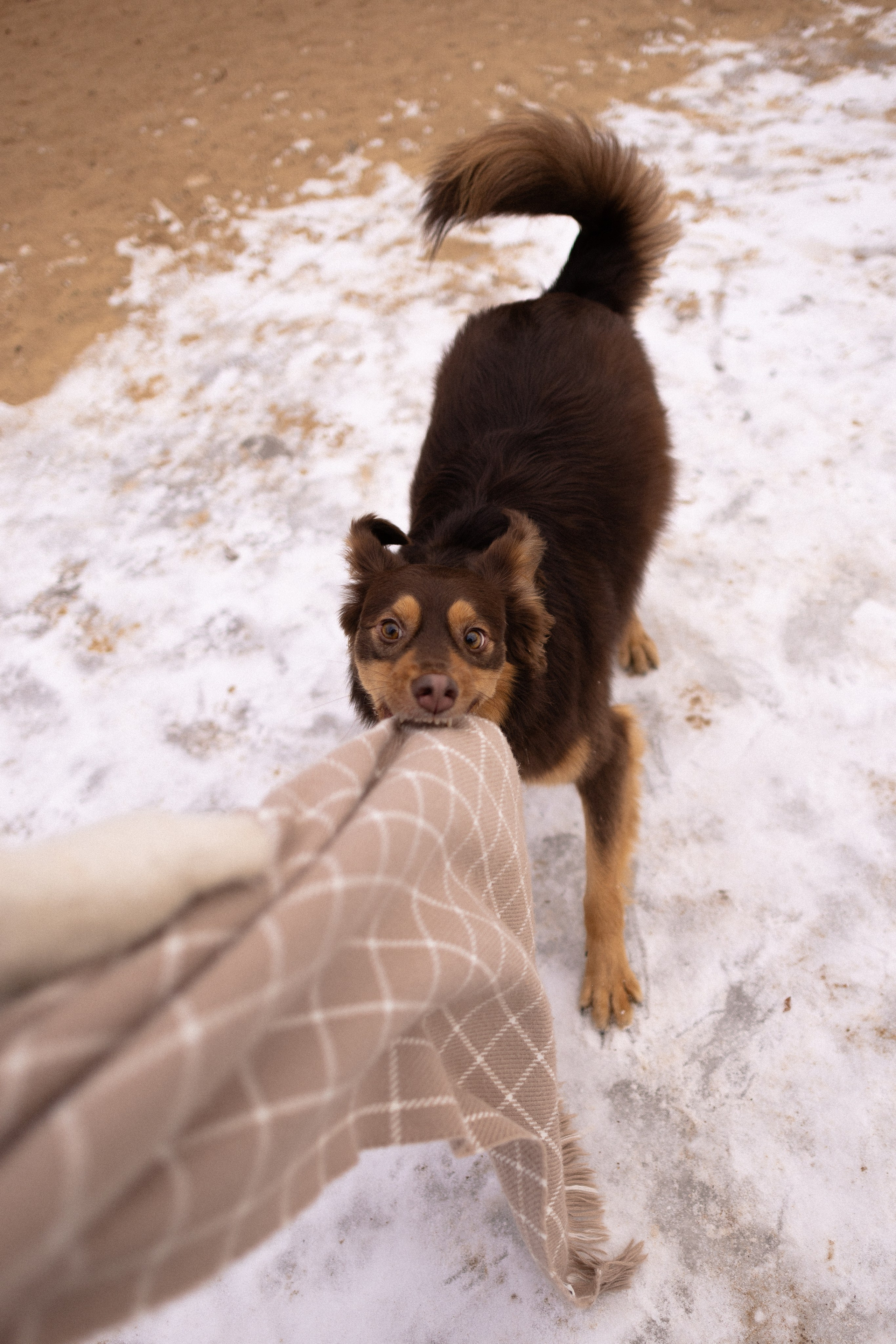 Катя и Мёд. Фотограф и видеограф анималист Аганина Дарья