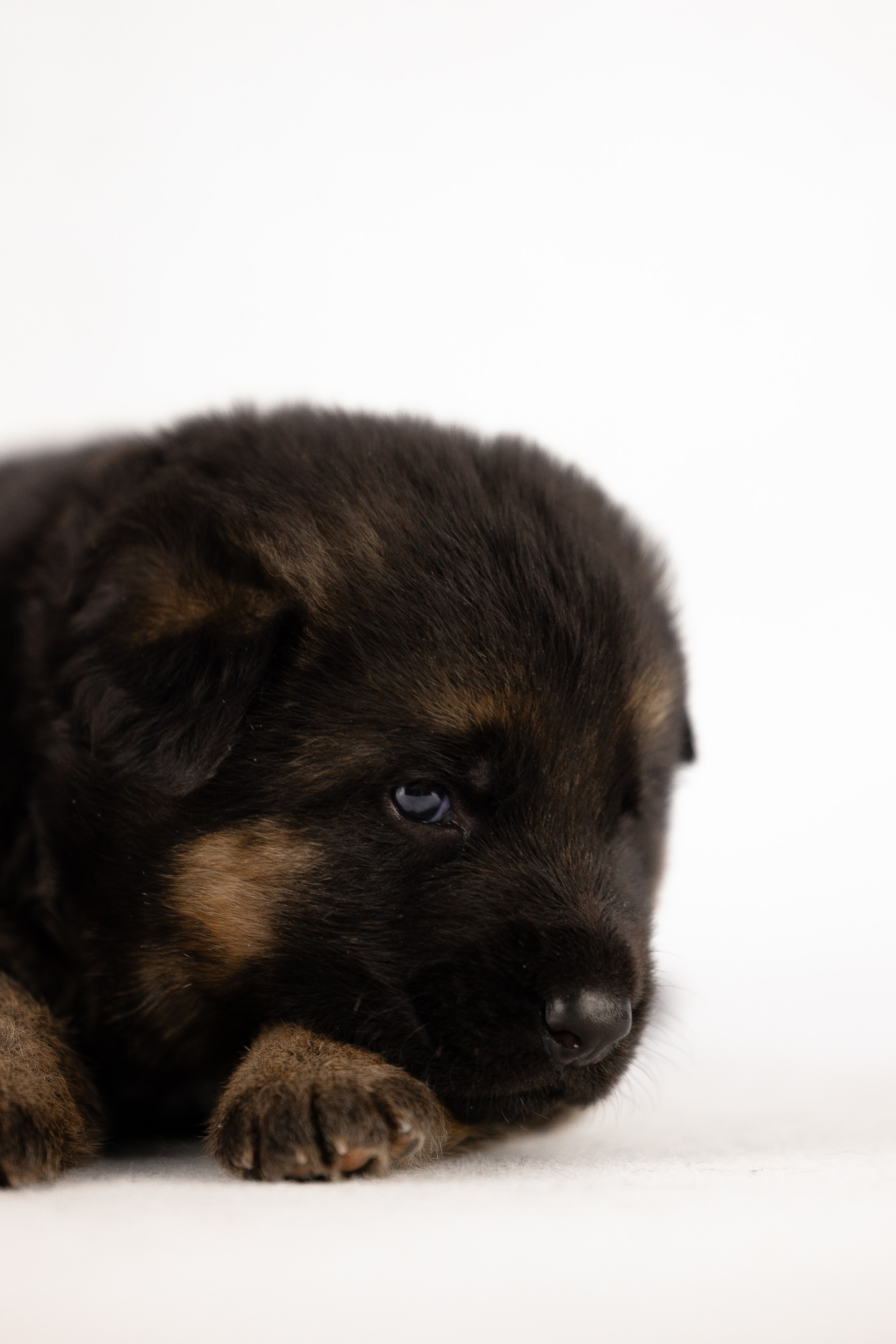 Немецкая овчарка. Фотограф и видеограф анималист Аганина Дарья