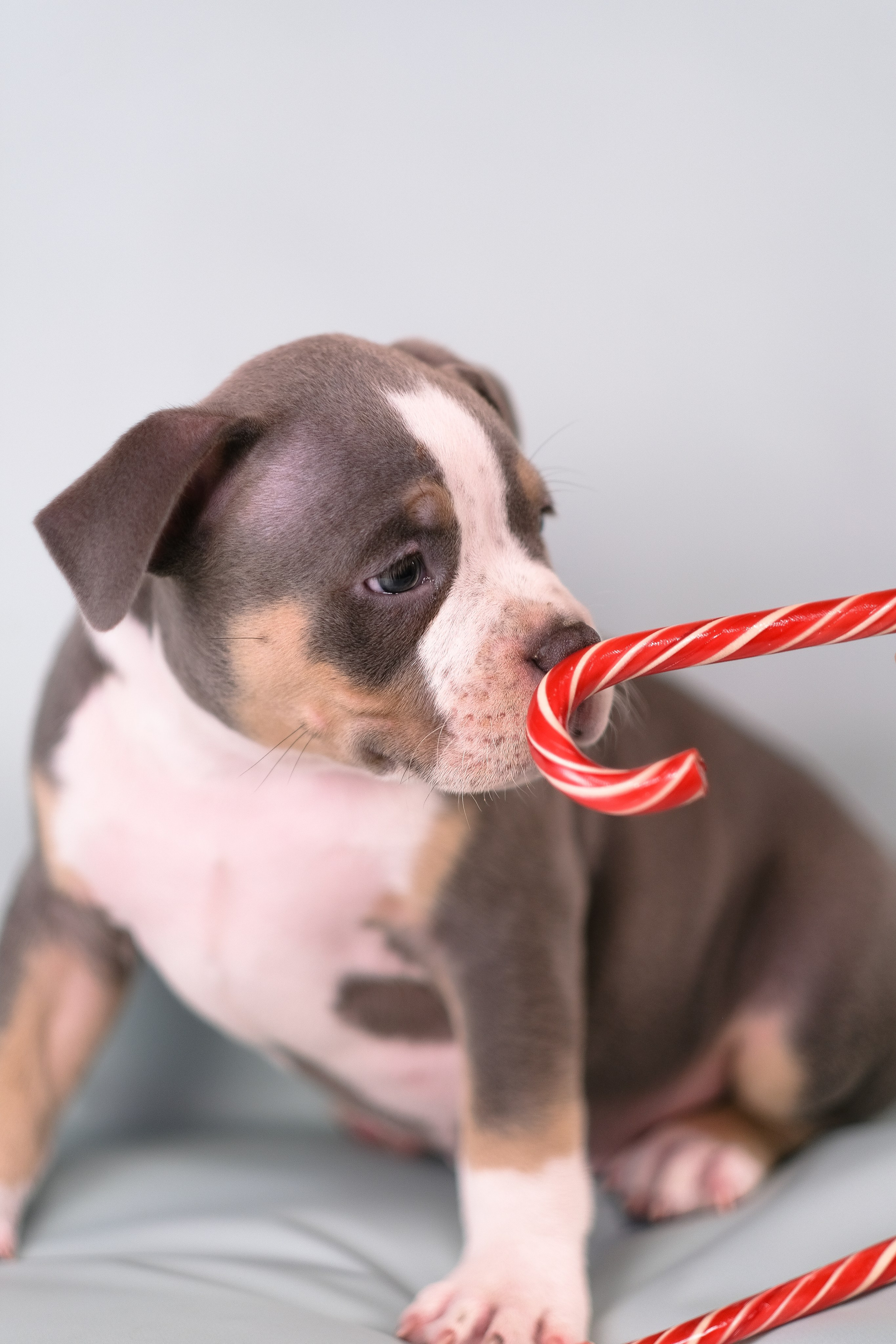 Американский Булли. Фотограф и видеограф анималист Аганина Дарья