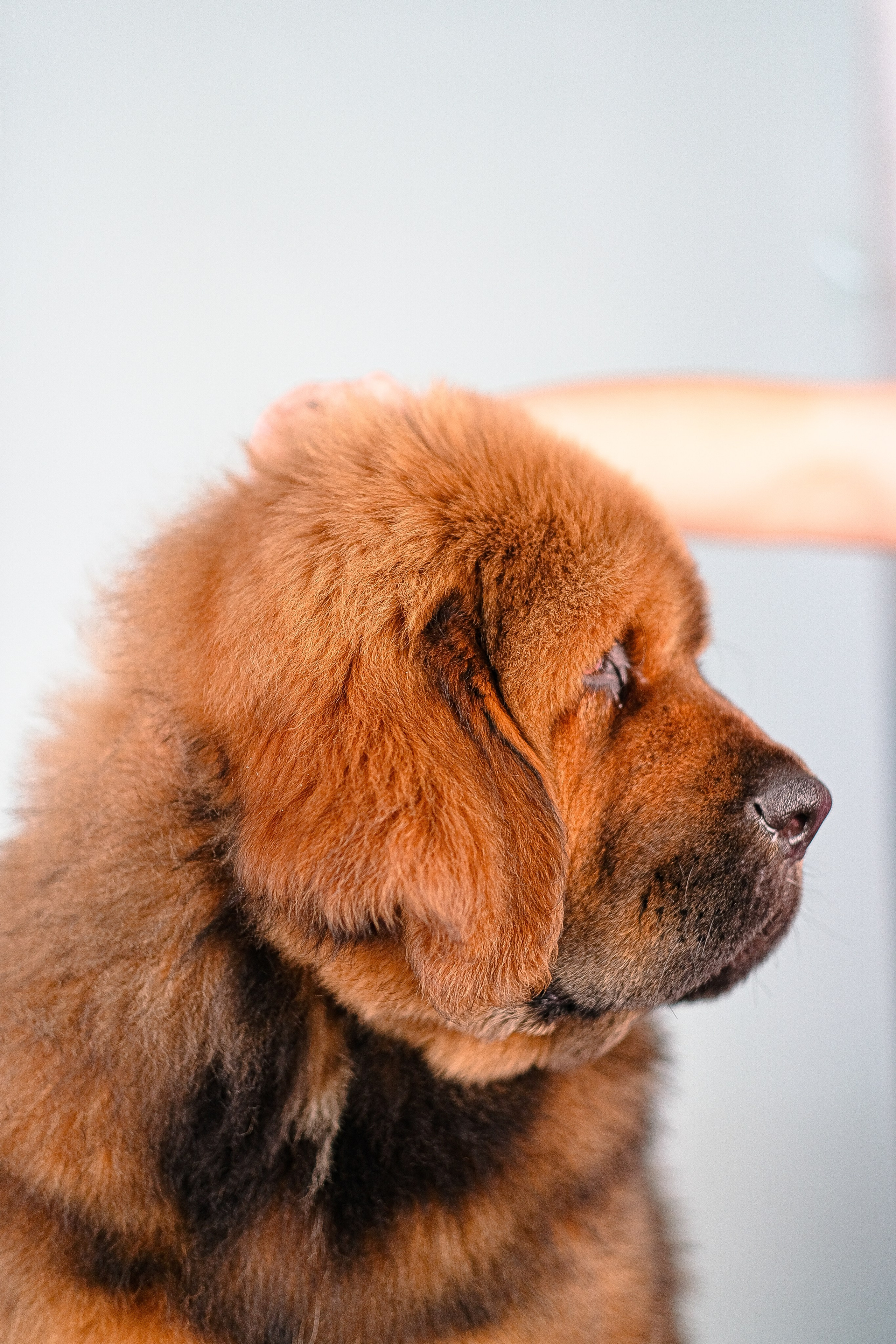 Тибетский мастиф. Фотограф и видеограф анималист Аганина Дарья