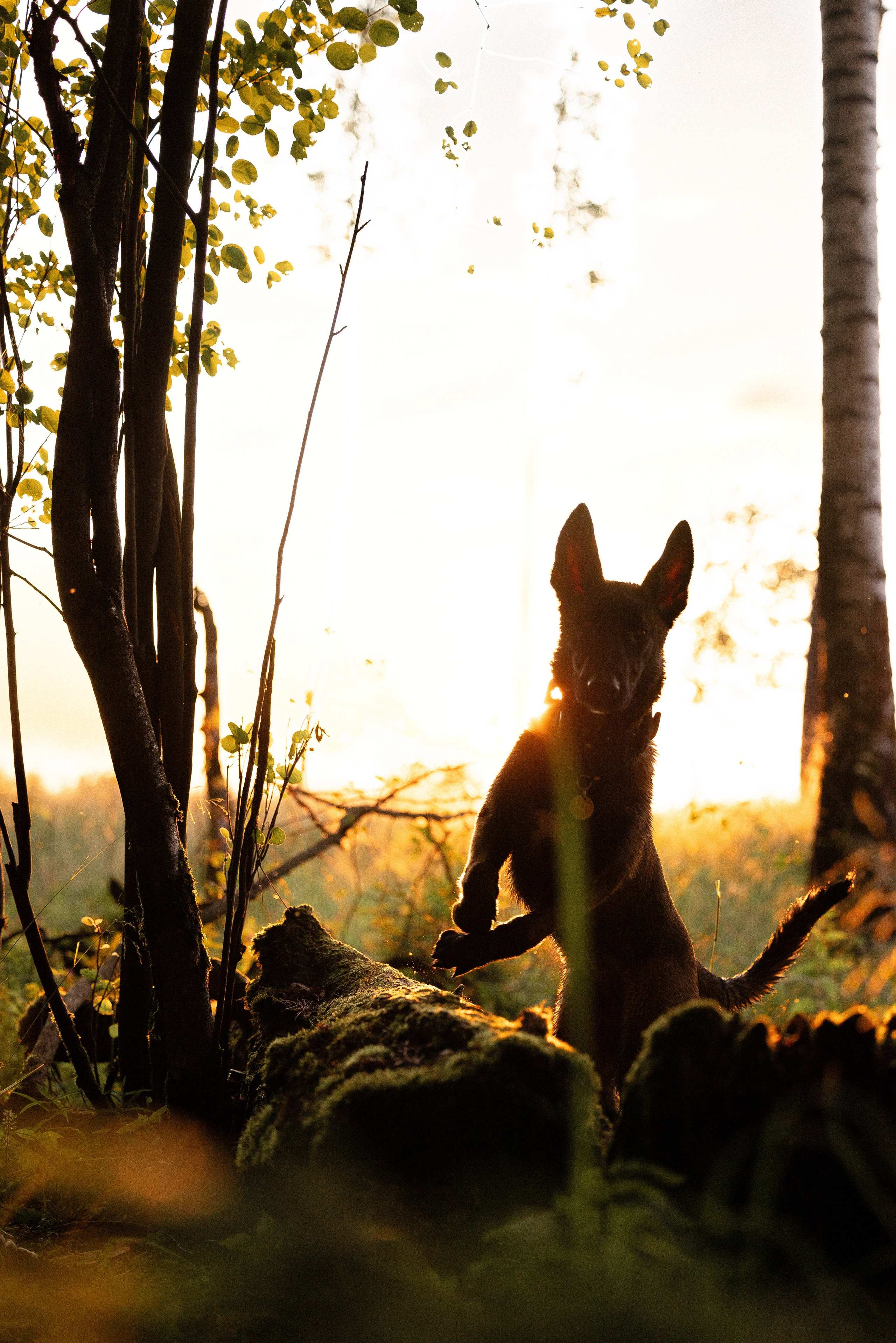 Галина и Лоя. Фотограф и видеограф анималист Аганина Дарья