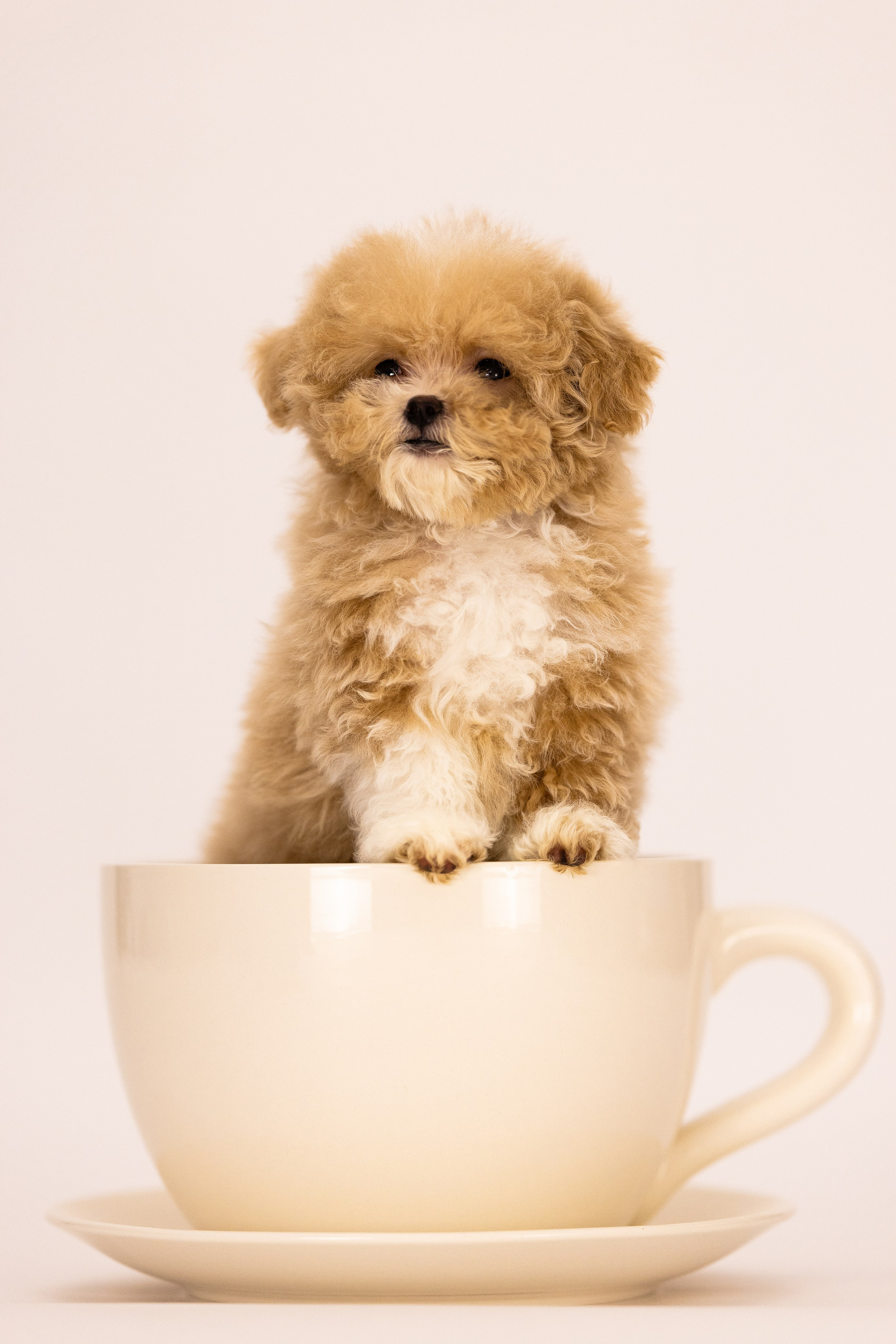 Мальтипу. Фотограф и видеограф анималист Аганина Дарья