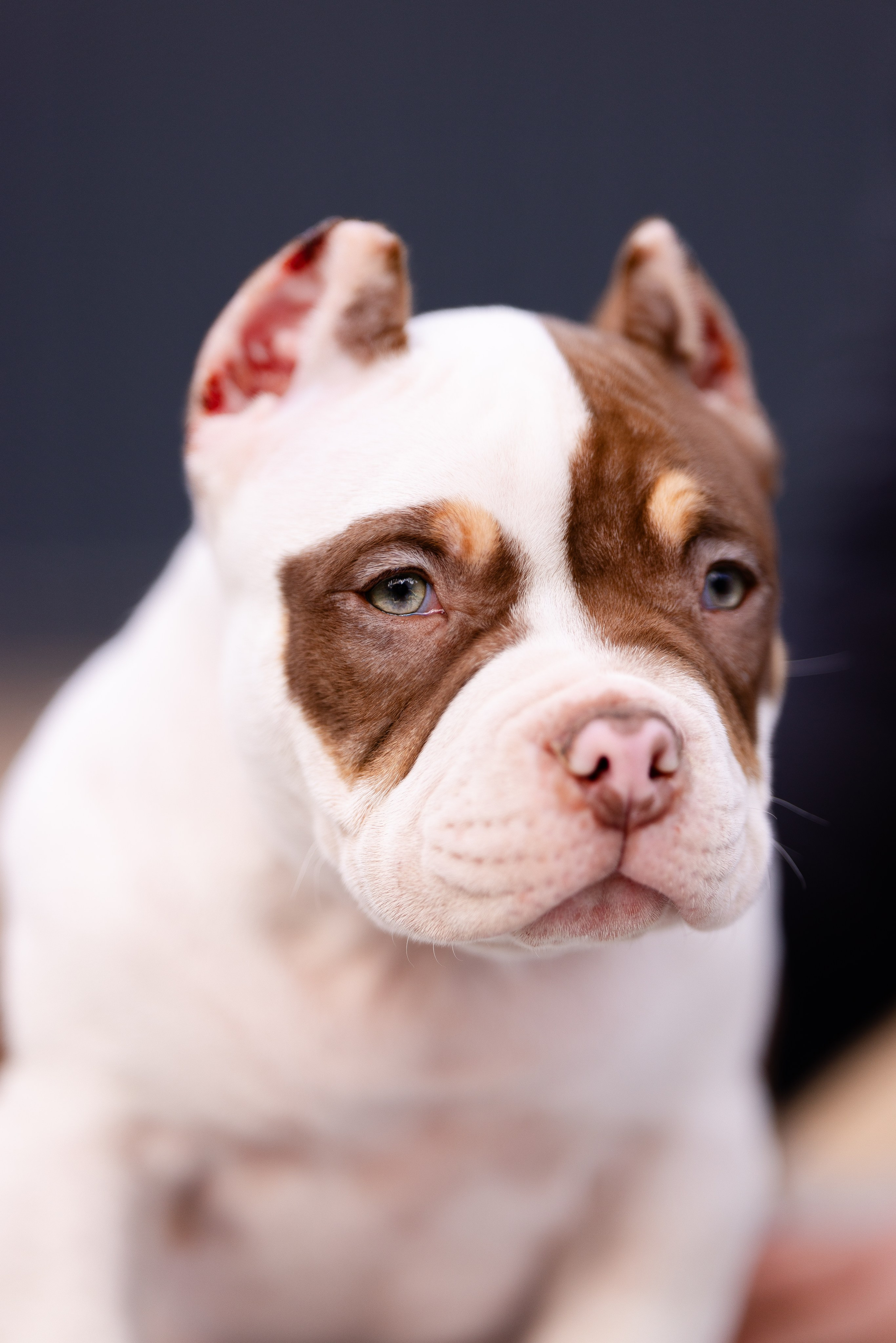 Булли. Фотограф и видеограф анималист Аганина Дарья