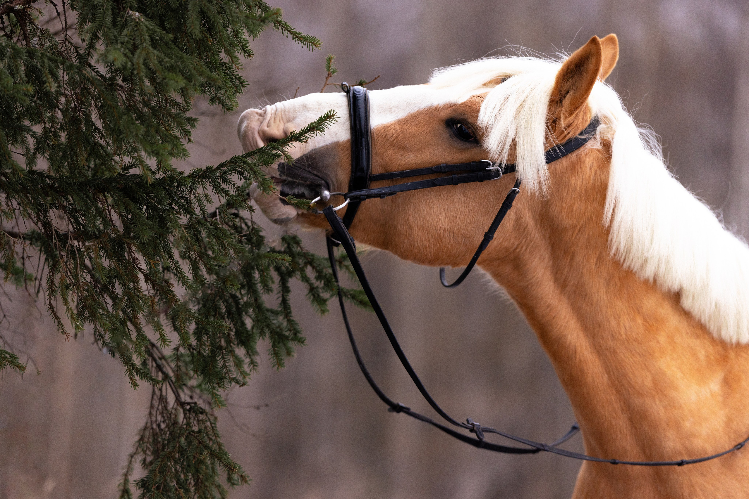 Бейкер. Фотограф и видеограф анималист Аганина Дарья
