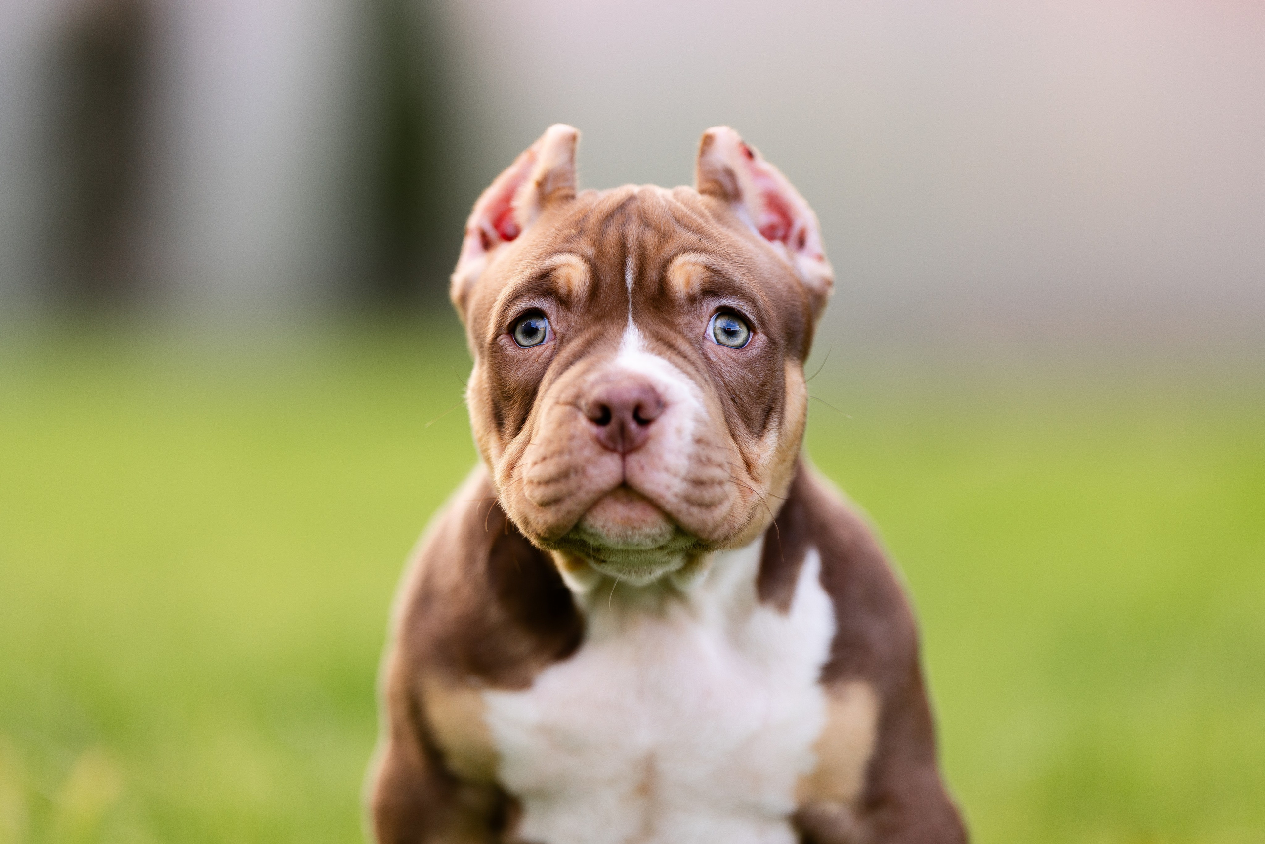 Булли. Фотограф и видеограф анималист Аганина Дарья