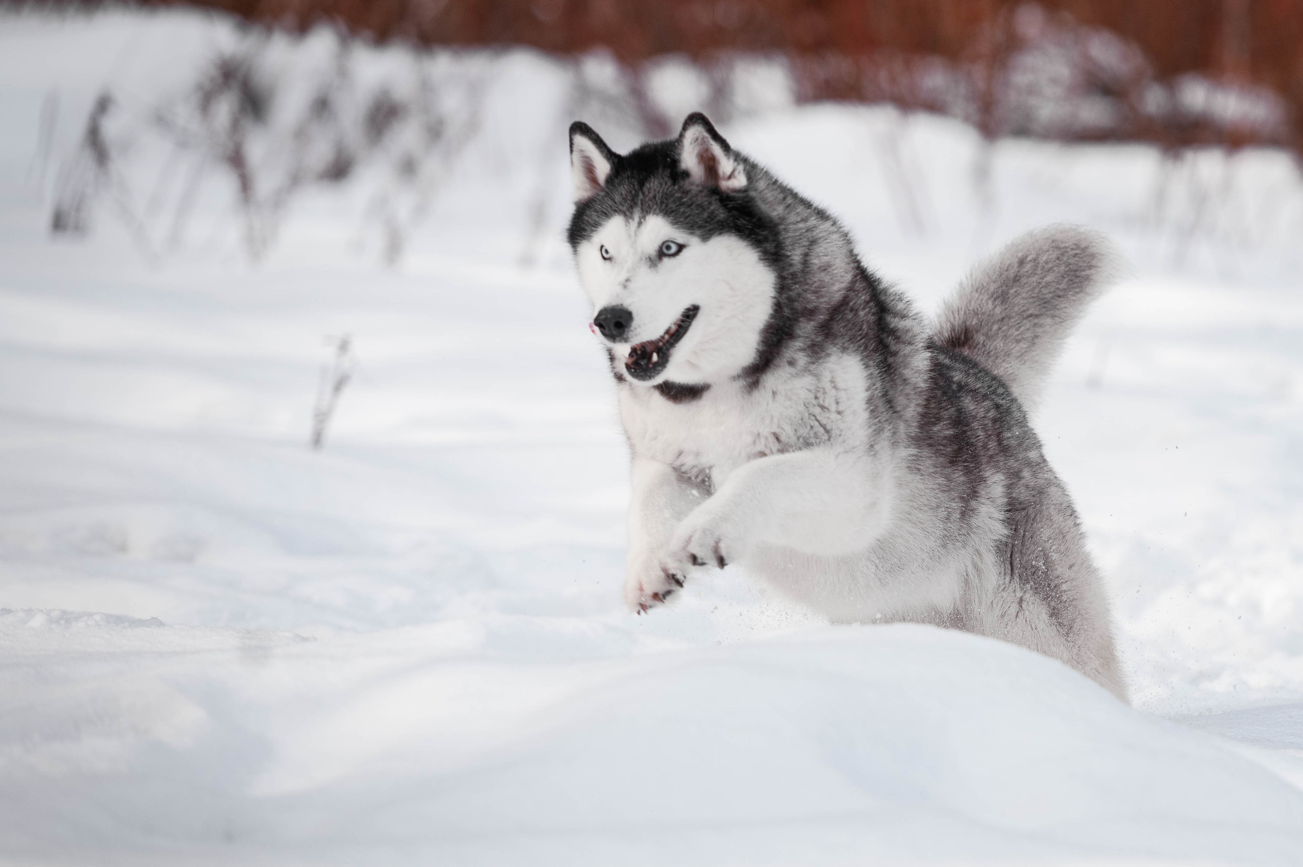 Шанель. Фотограф-анималист