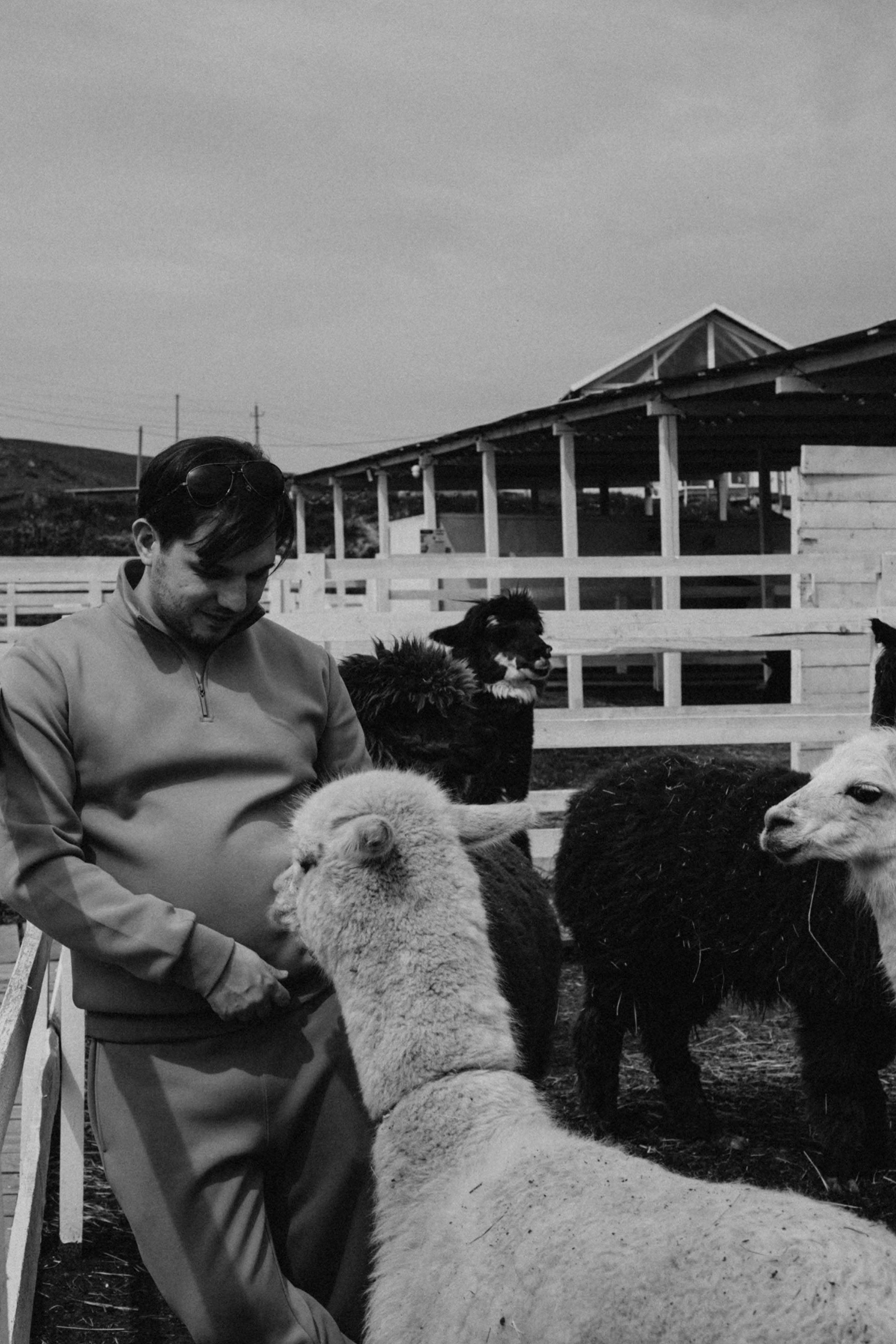 Ферма Альпак. Профессиональный фотограф, Санкт-Петербург — Виктория Богомолова