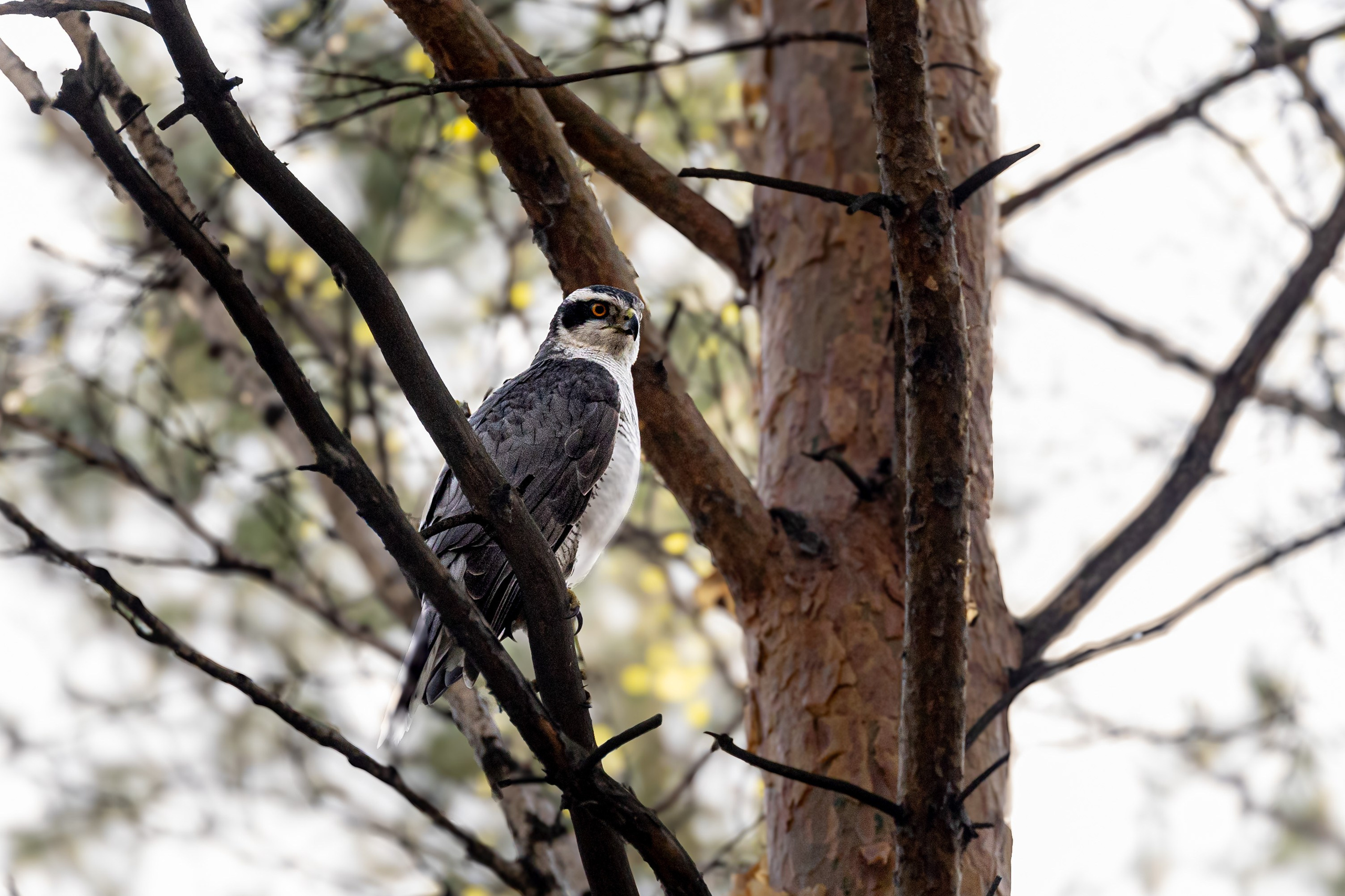 Георгий Кравченко. Инженер и орнитолог. Репортажный фотограф Наталья Лапцевич