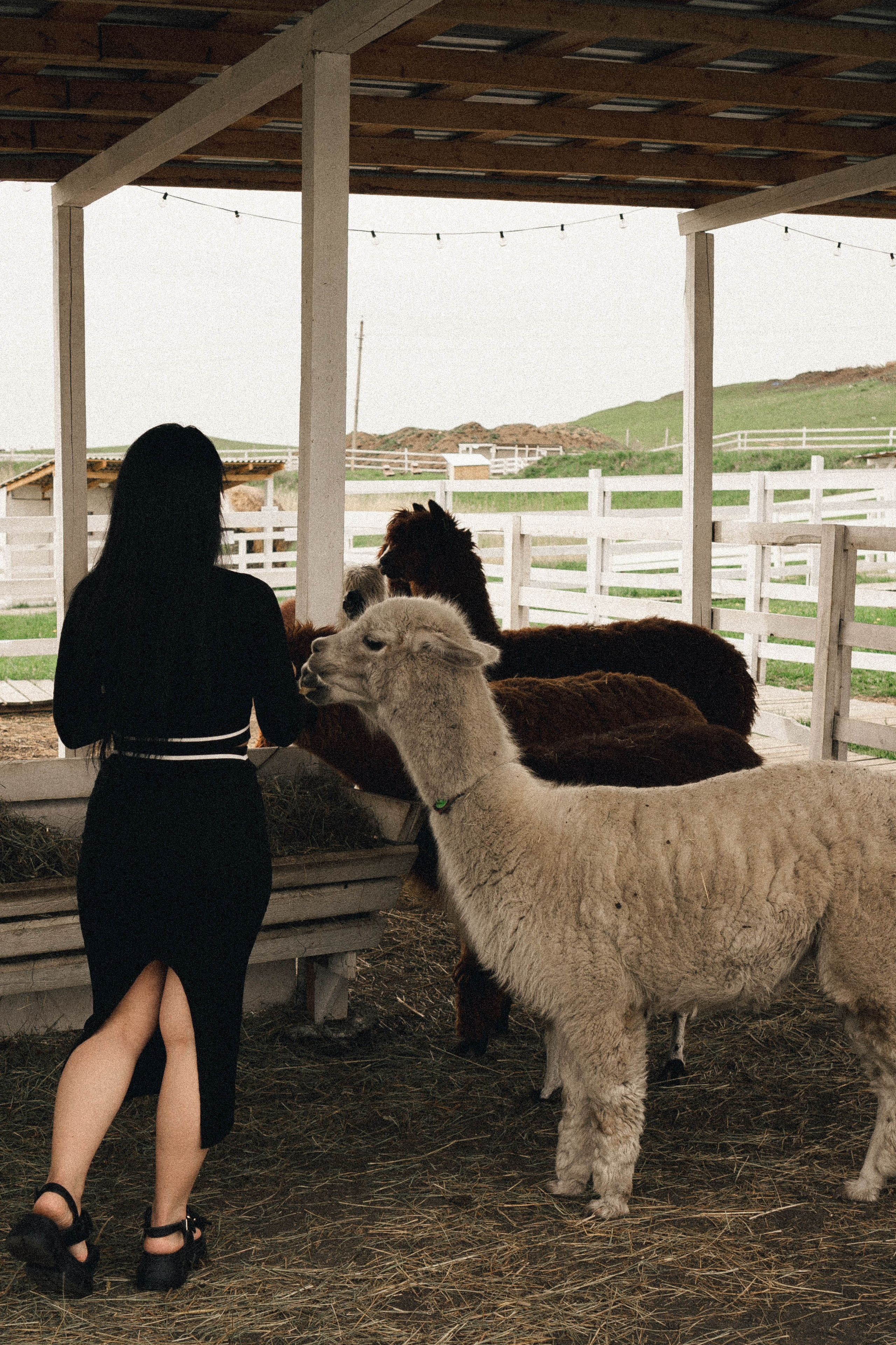 Ферма Альпак. Профессиональный фотограф, Санкт-Петербург — Виктория Богомолова