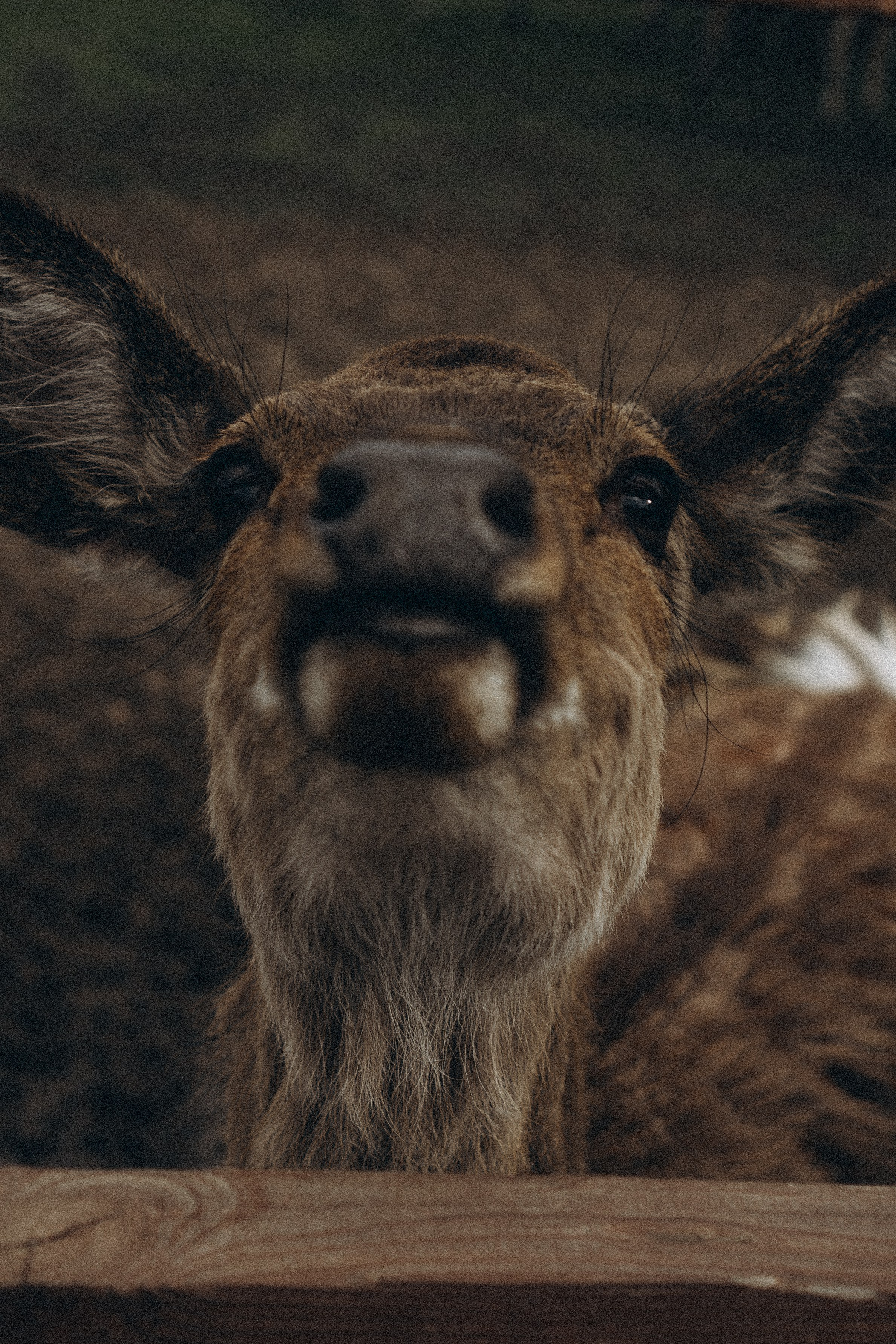 ОЛЕНЬЯ ФЕРМА В ТВЕРИ. Профессиональный фотограф, Санкт-Петербург — Виктория Богомолова