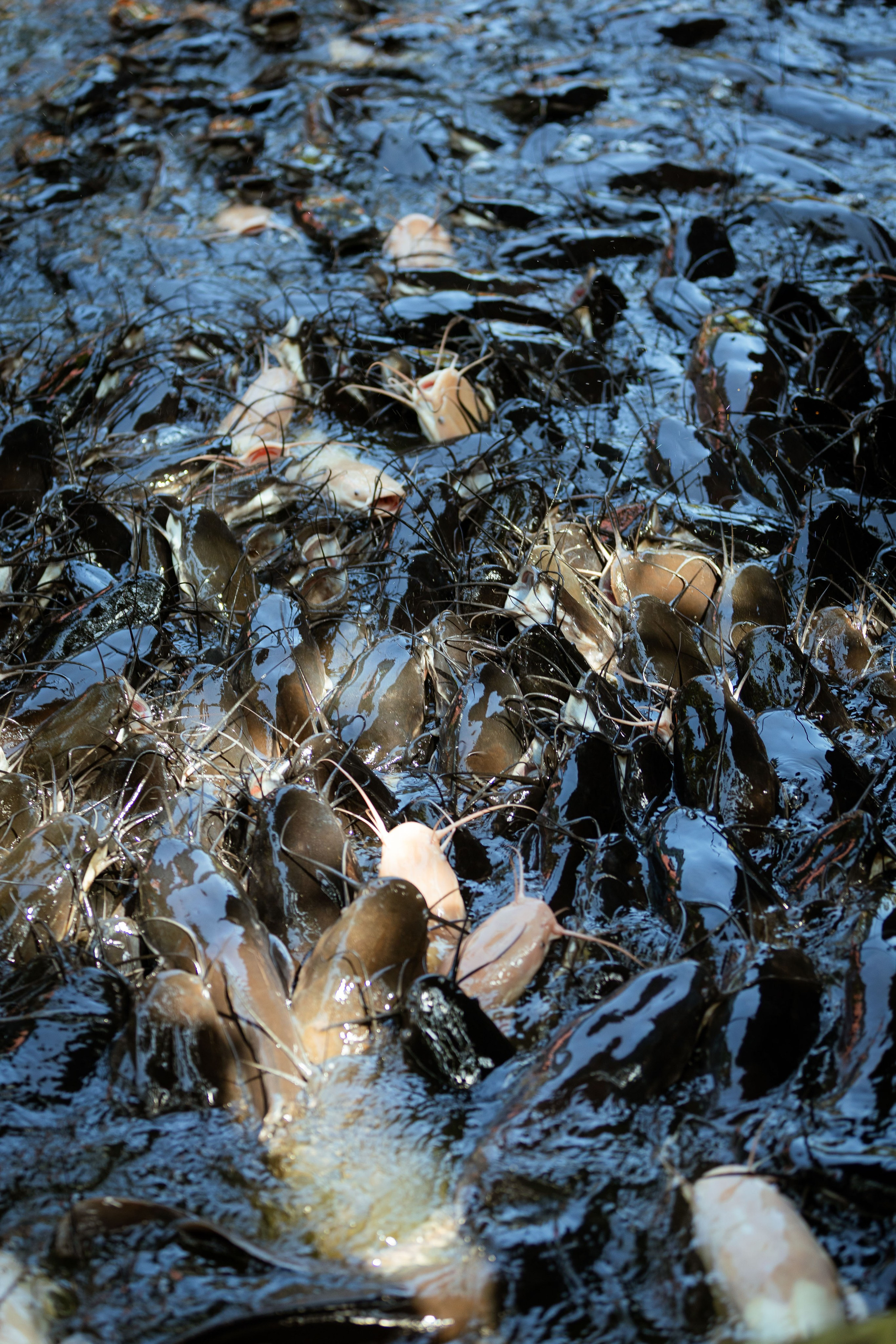 Вьетнам (зима 2025-2026). Фотограф Виноградов Константин