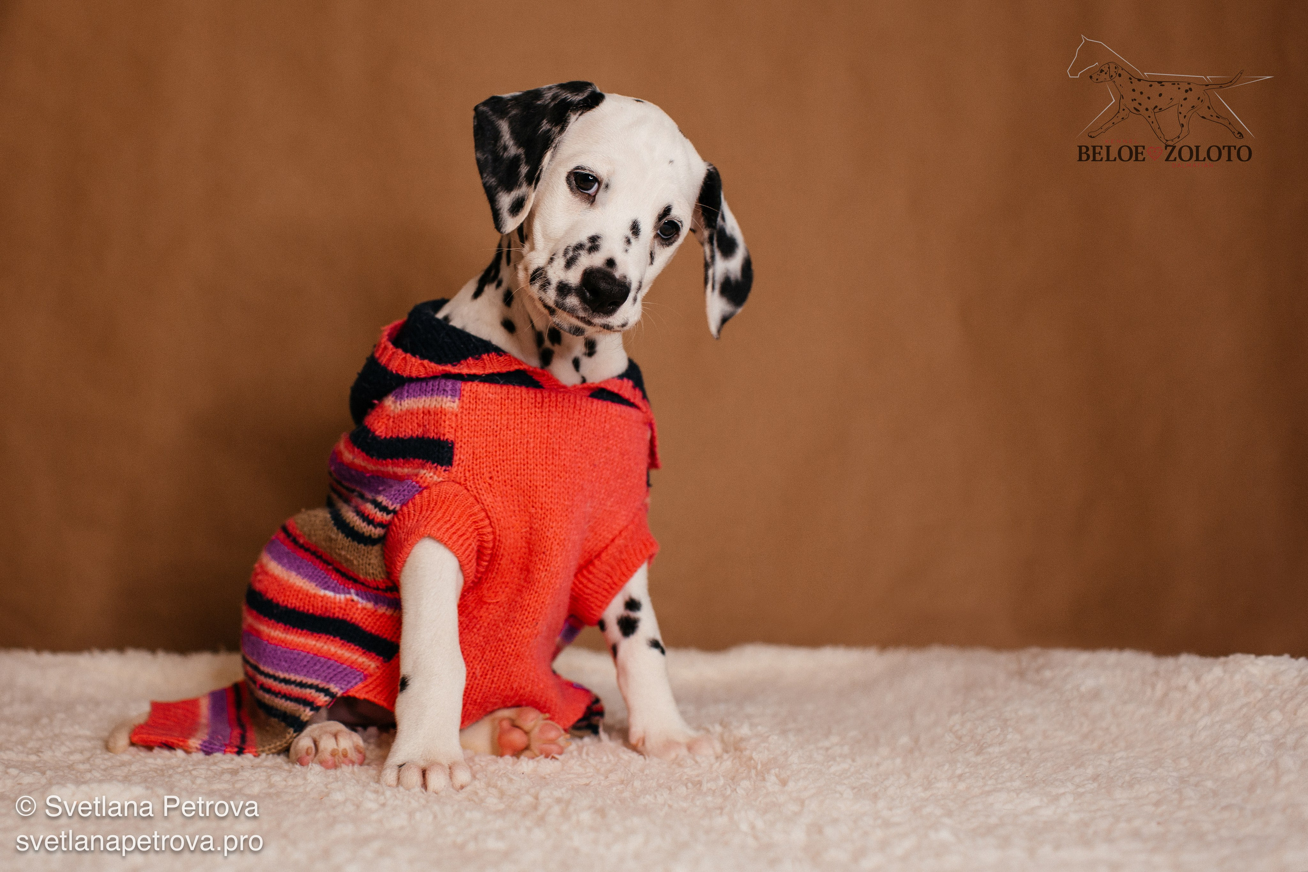 Далматины. Зима 2025. Фотограф Светлана Петрова