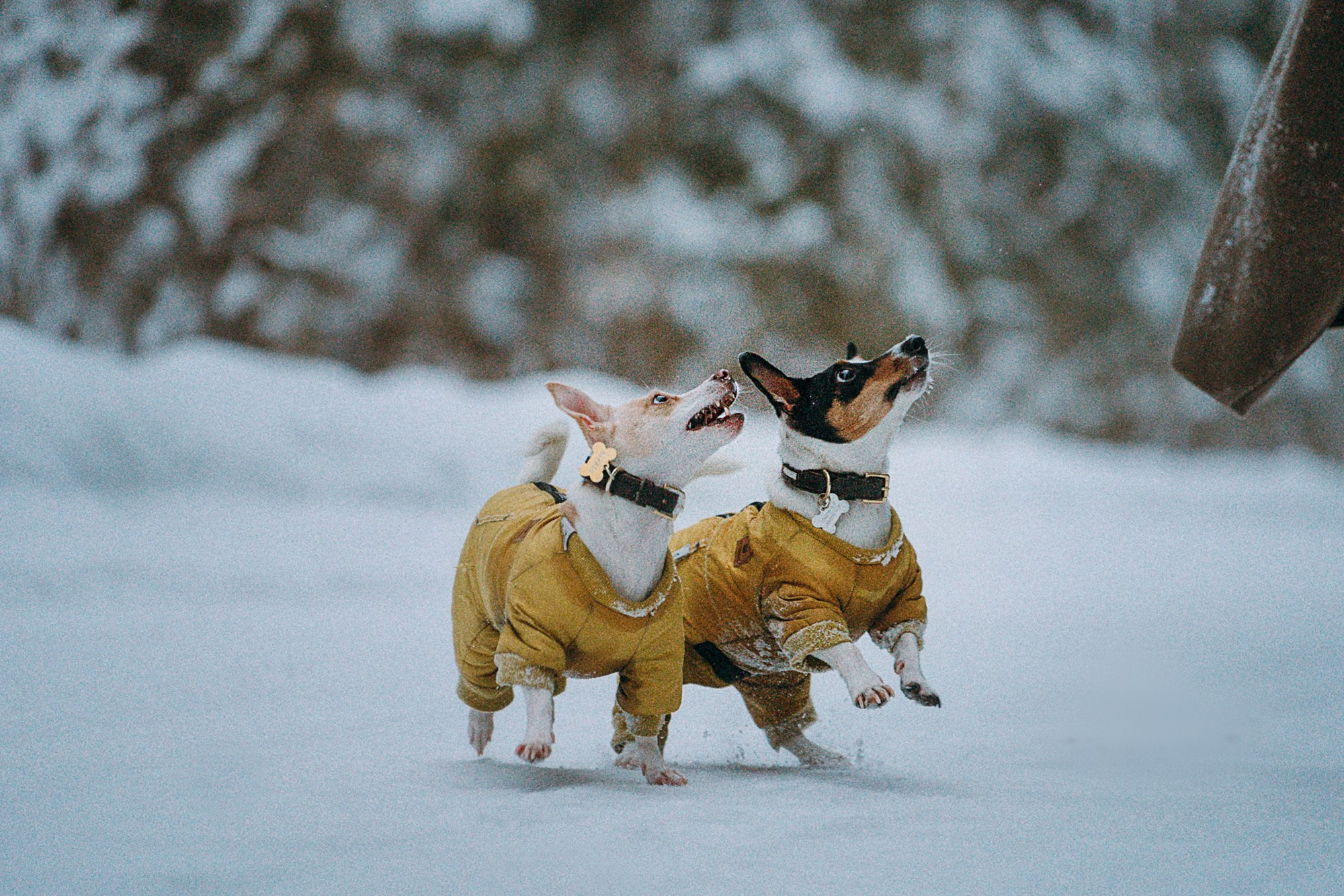 Алина, Ваниль и Элис. Фотограф анималист в Москве и Санкт-Петербурге Свиридова Анна