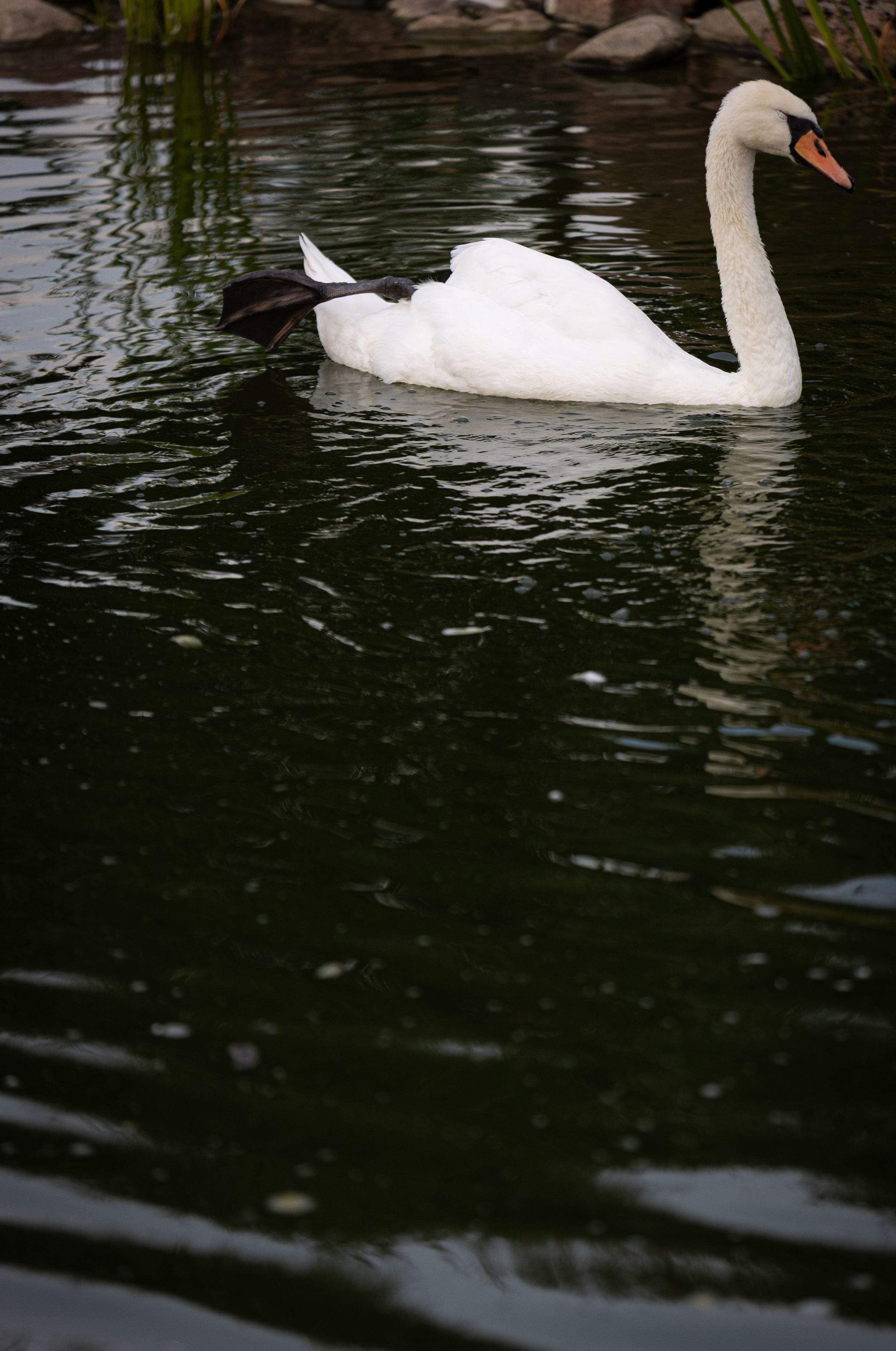Мария и Даниил. Ваш фотограф — Александра Андрущенко