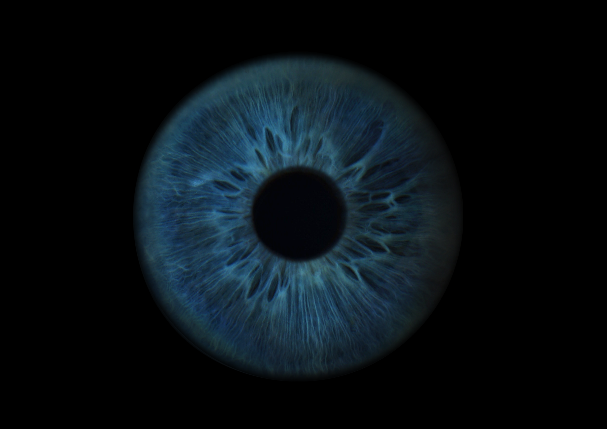 Виолетта 11021600. ShowLab