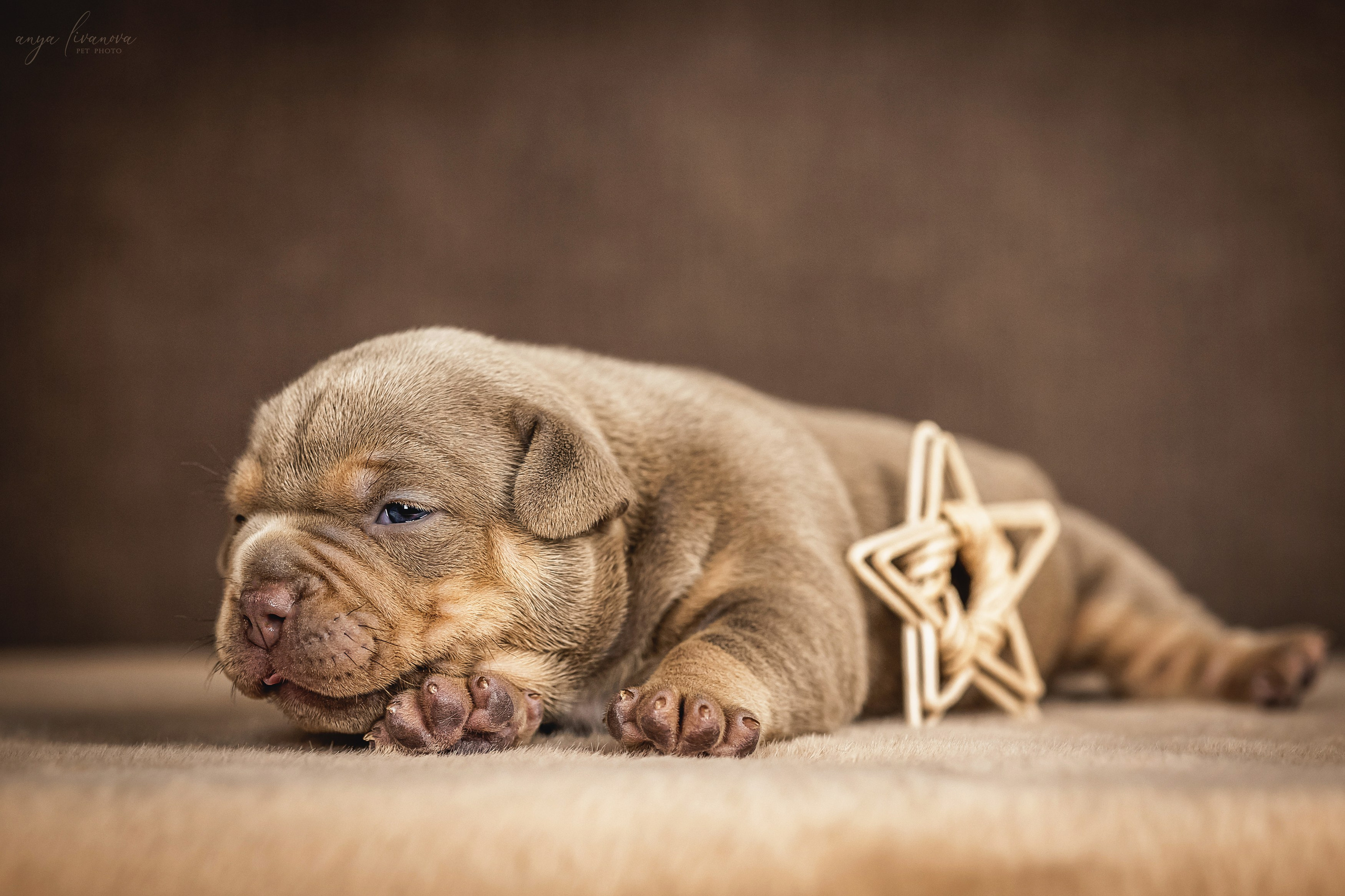 Амбулли. Фотограф анималист Аня Ливанова | Рыбинск