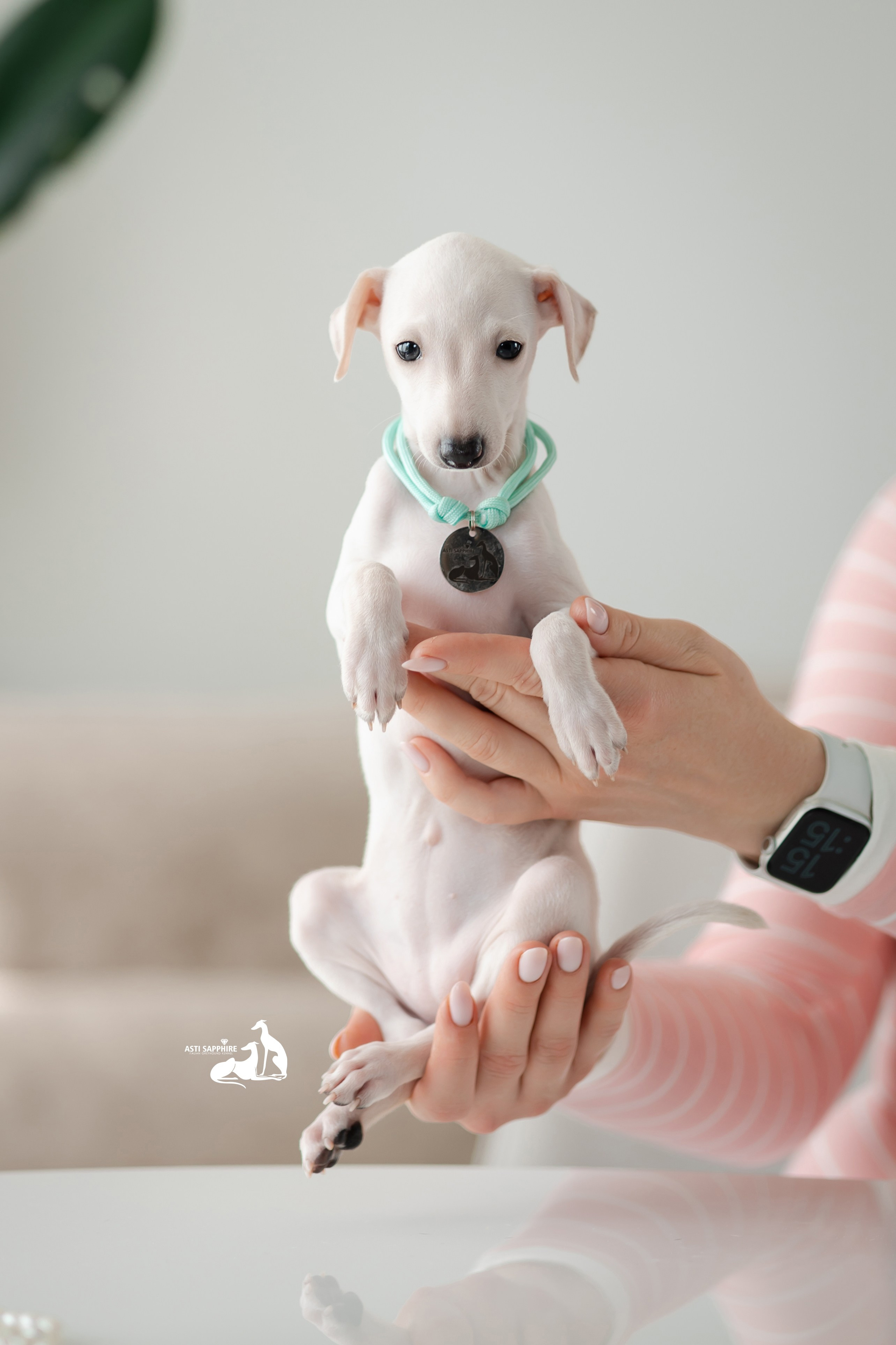 Белоснежные. Professional Italian Greyhound Kennel RKF/FCI ASTI SAPPHIRE 💎 Sochi|St. Petersburg