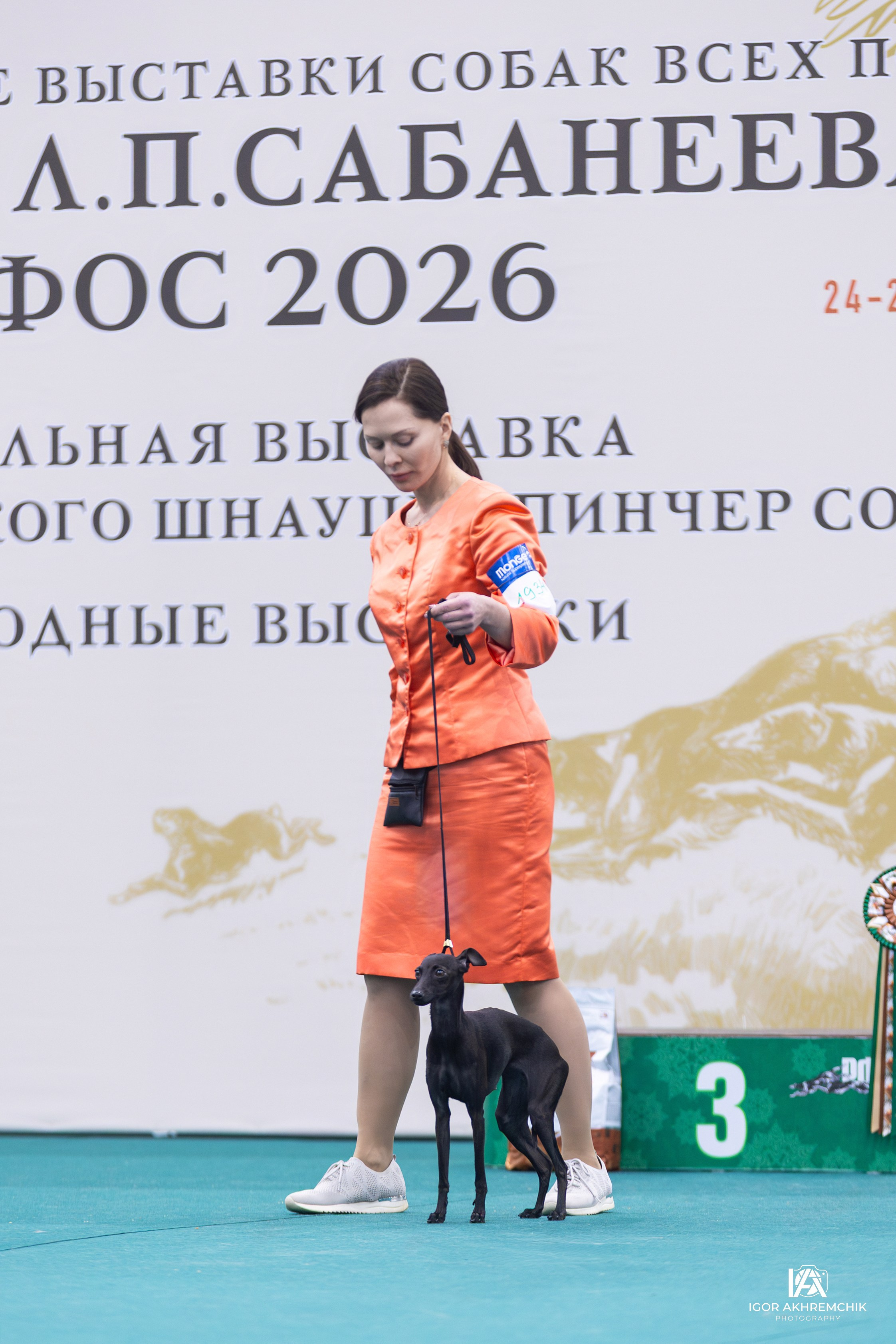 Итоги января. Профессиональный питомник левреток РКФ/FCI ASTI SAPPHIRE 💎 Сочи|Санкт-Петербург