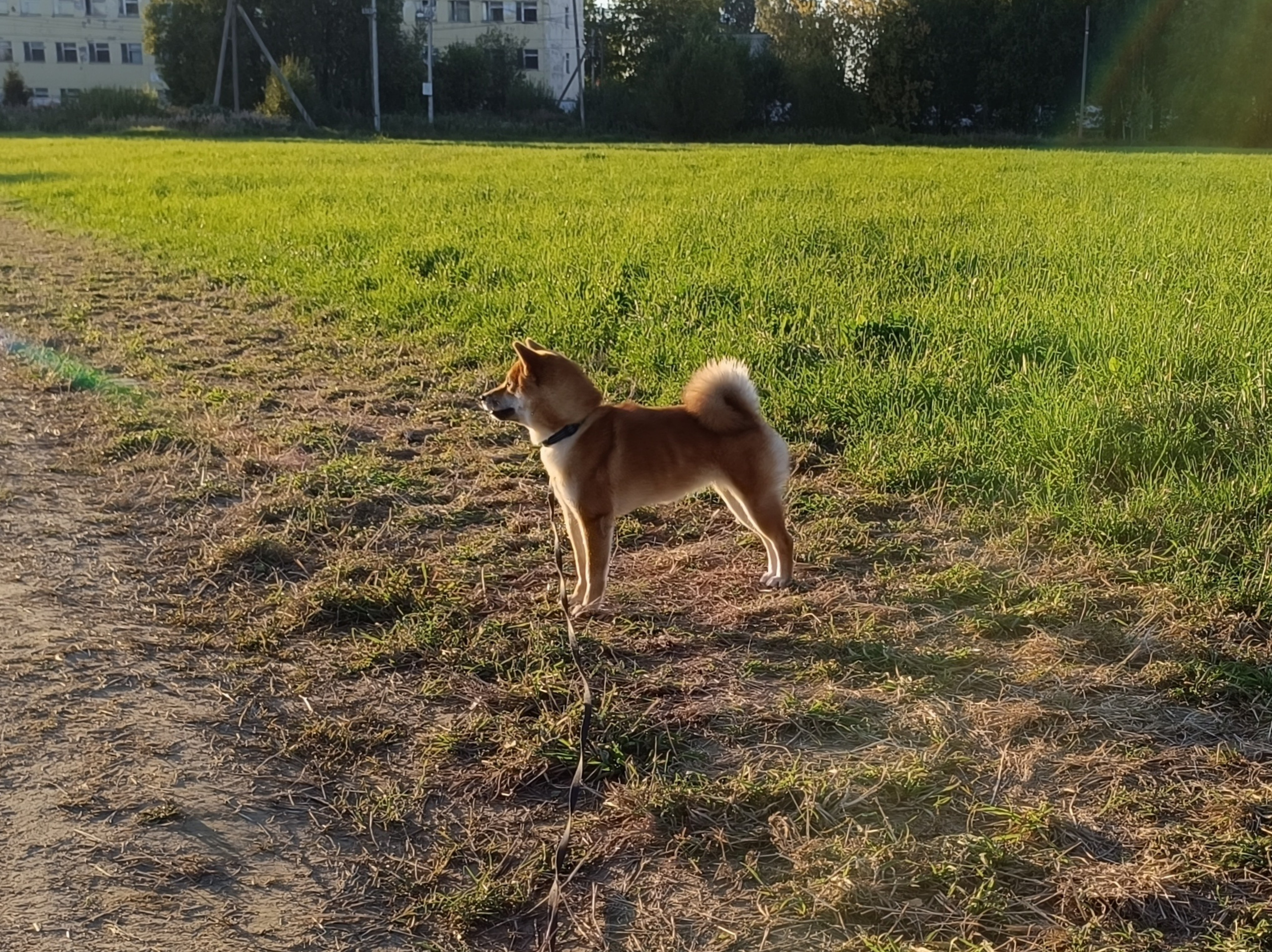 Сиба Rubylight Ellis питомник Рубилайт