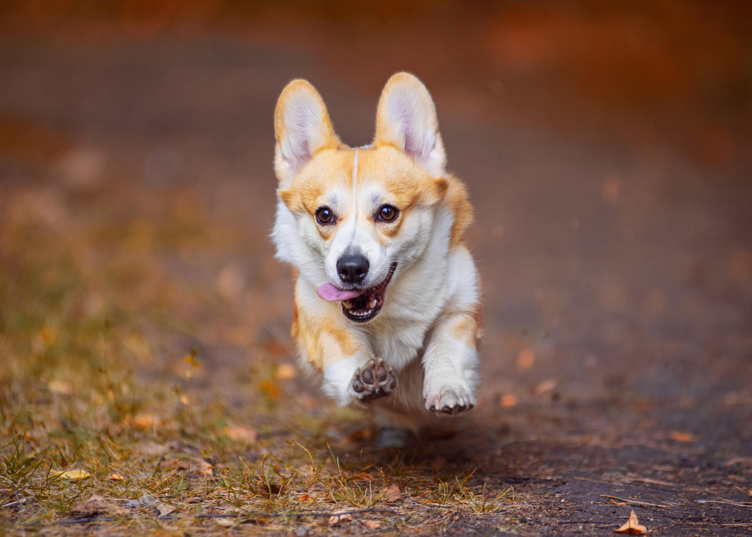 Осень с рыжими собаками. Дог-фотограф в Тюмени Александра Королева