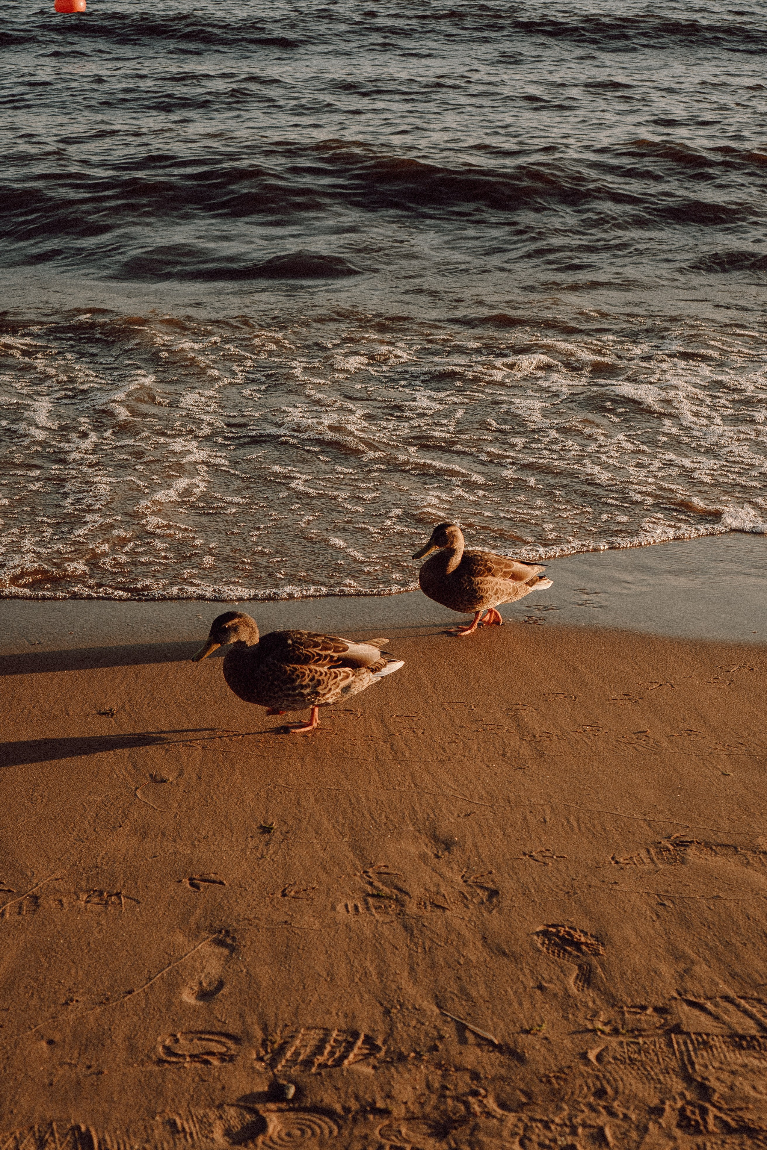 РОМАНТИКА ФИНСКОГО ЗАЛИВА. Профессиональный фотограф, Санкт-Петербург — Виктория Богомолова