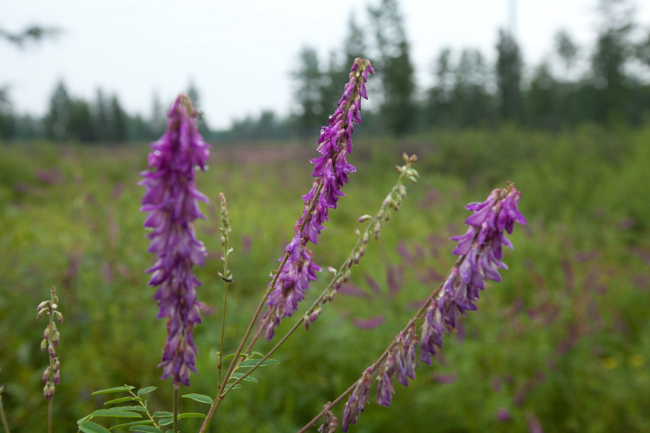 Фото Природы Забайкалья. Студия Максима Белослюдцева